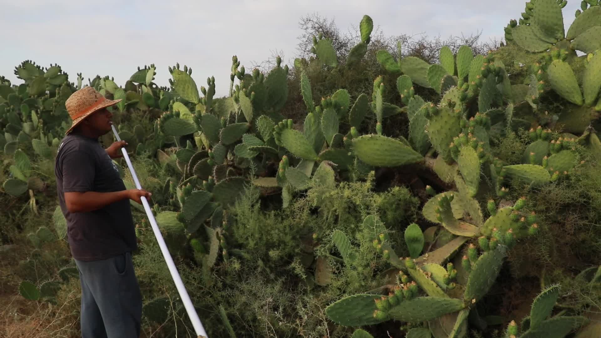 Prickly pear harvesting in Gaza