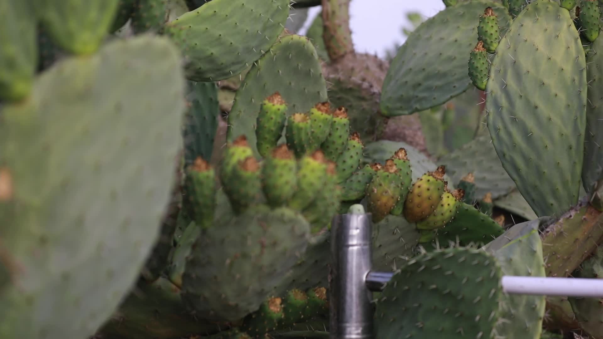 Prickly pear harvesting in Gaza