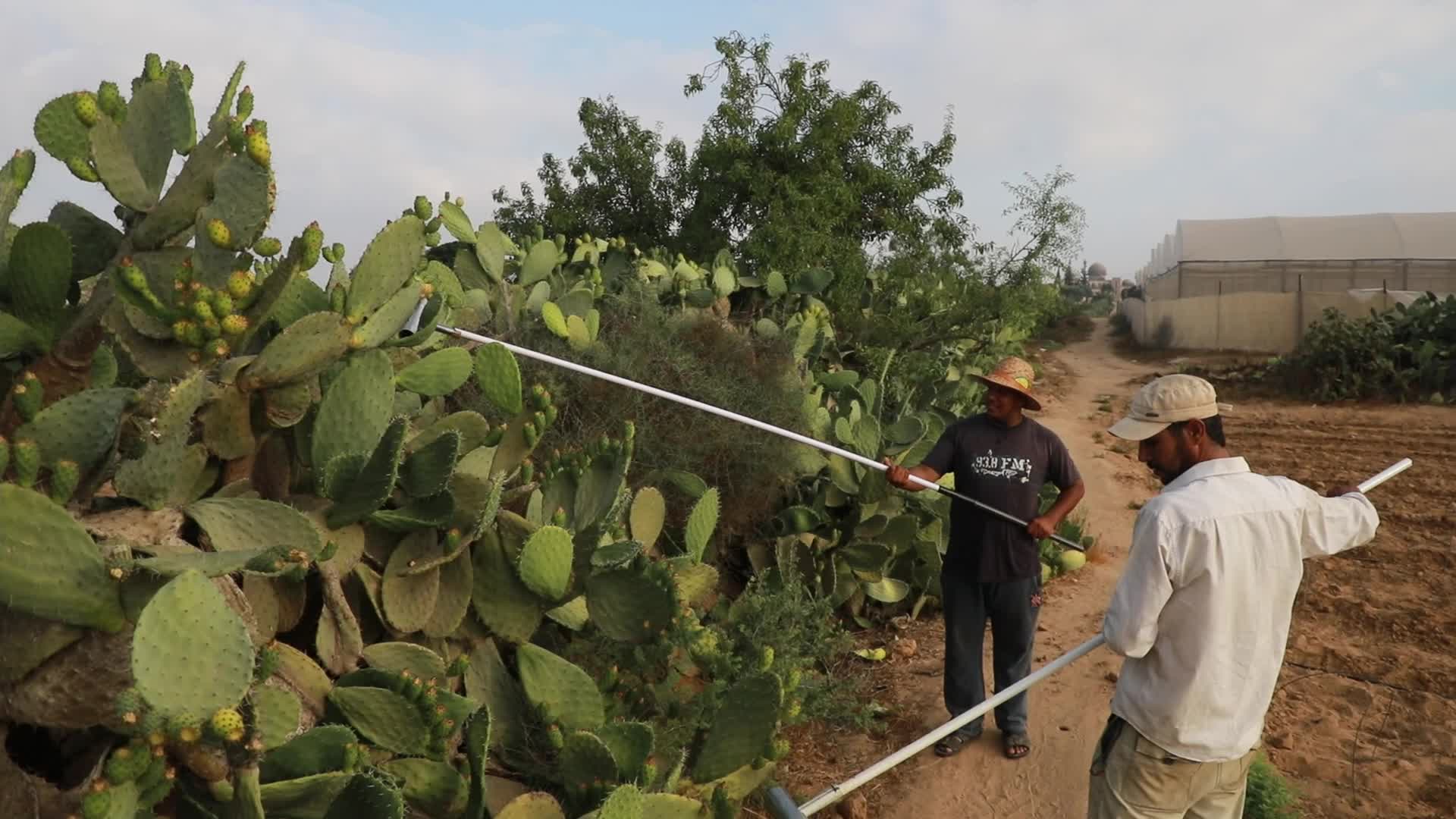 Prickly pear harvesting in Gaza