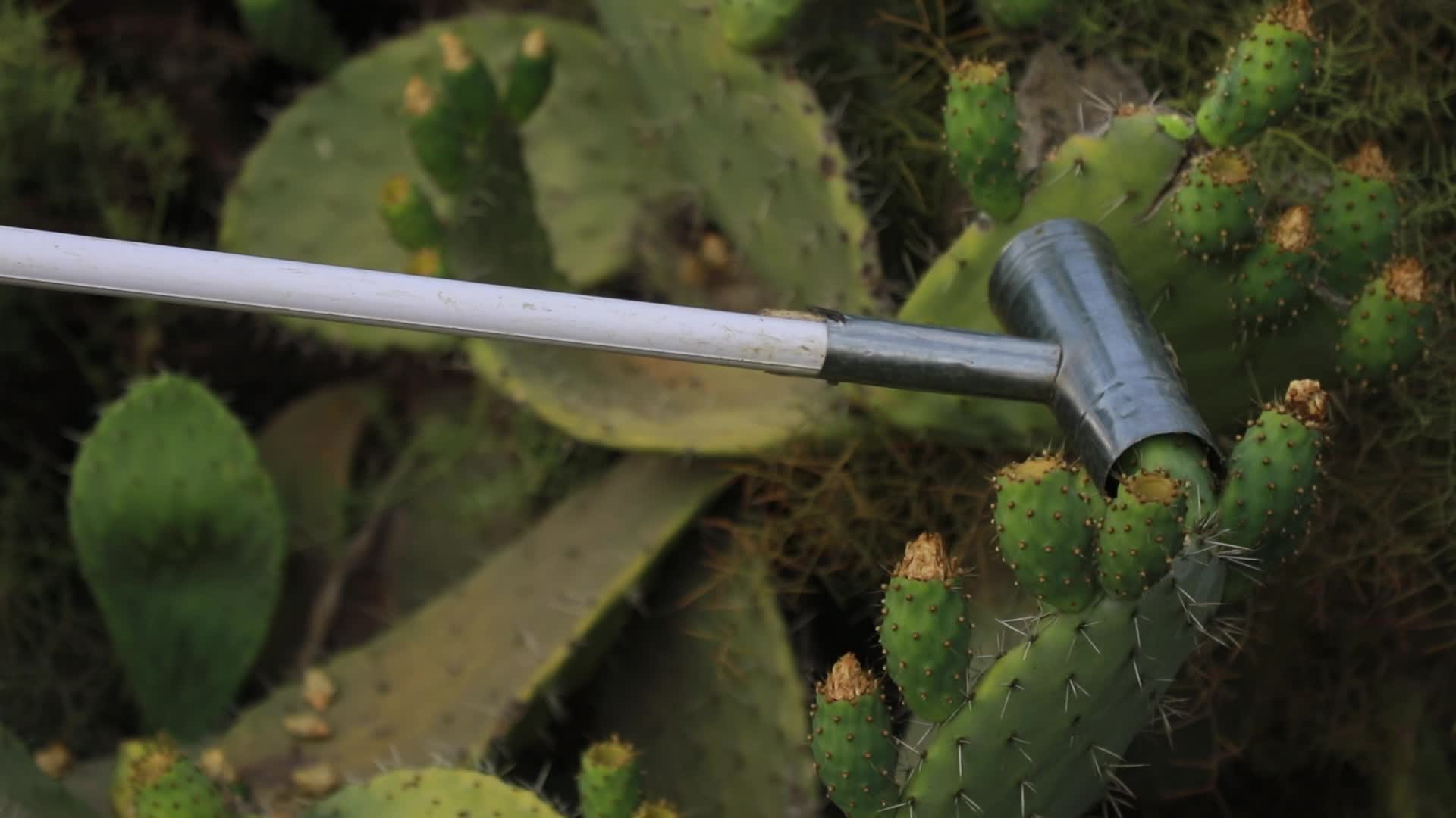 Prickly pear harvesting in Gaza