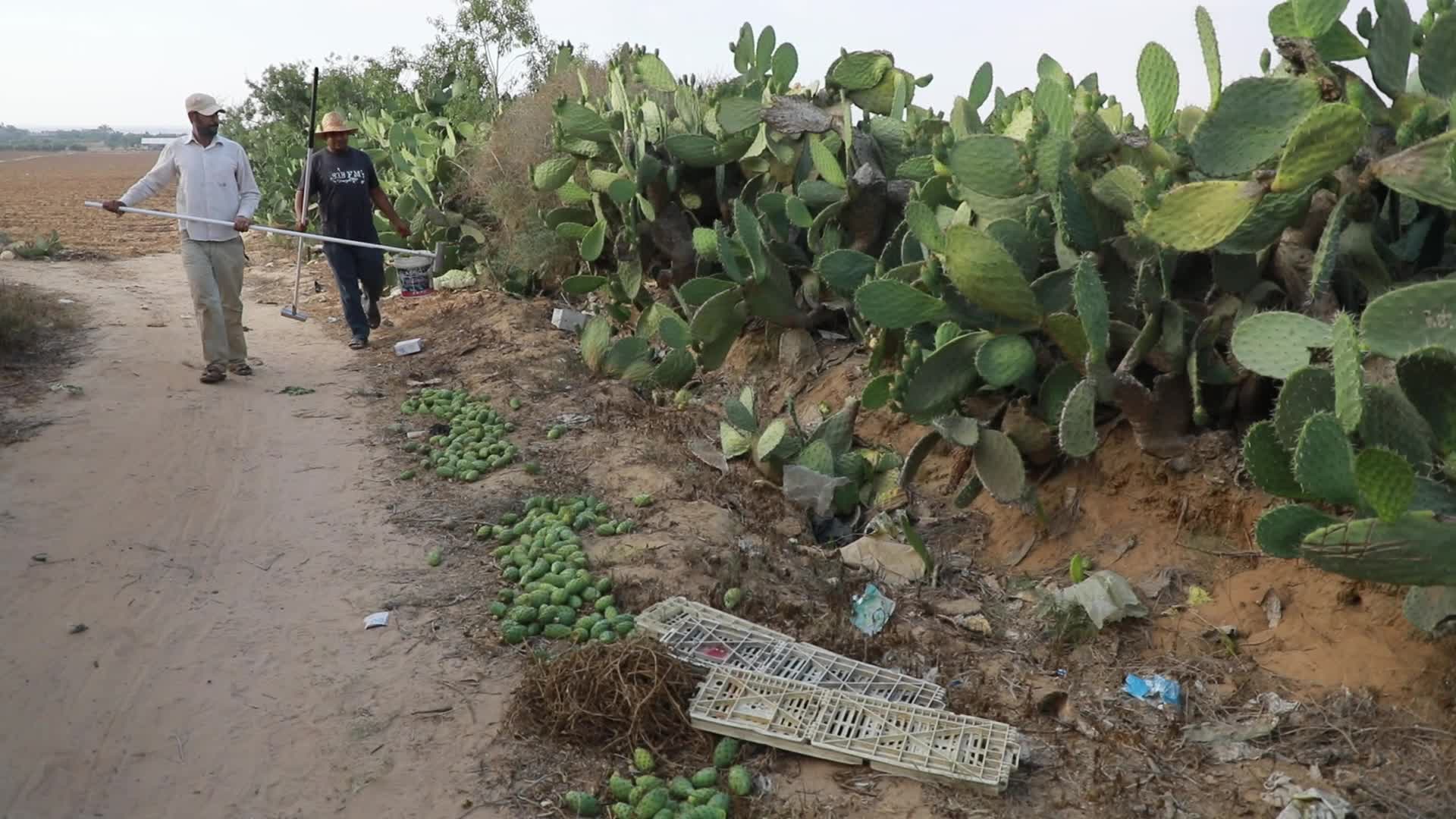 Prickly pear harvesting in Gaza