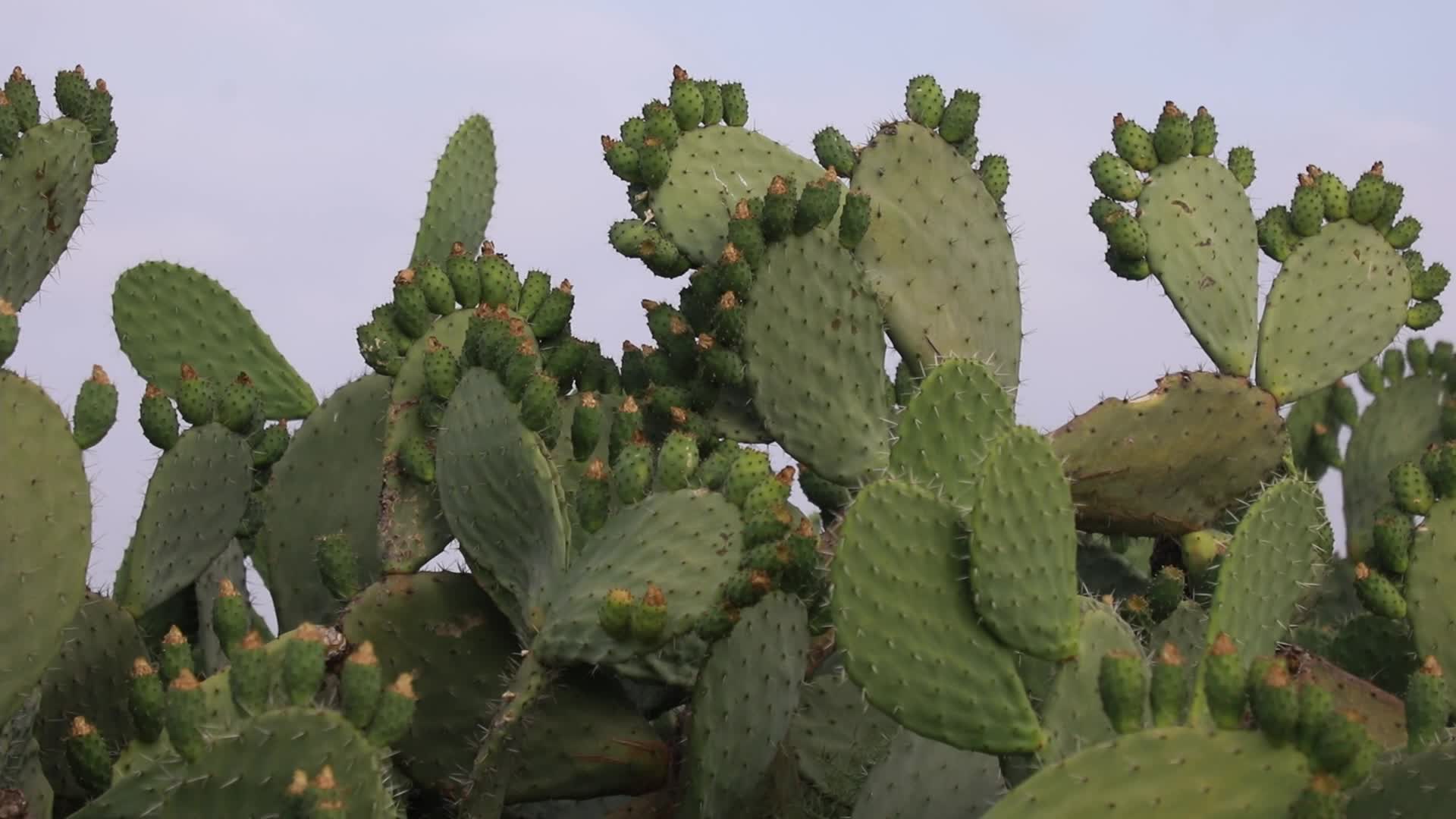 Prickly pear harvesting in Gaza