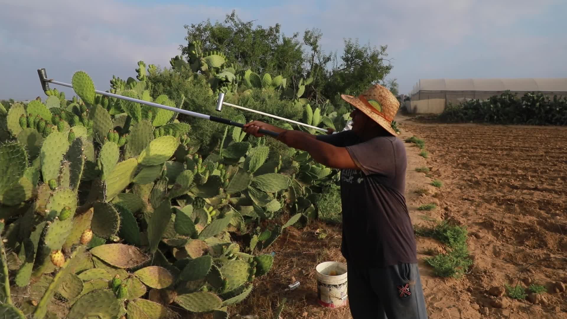 Prickly pear harvesting in Gaza
