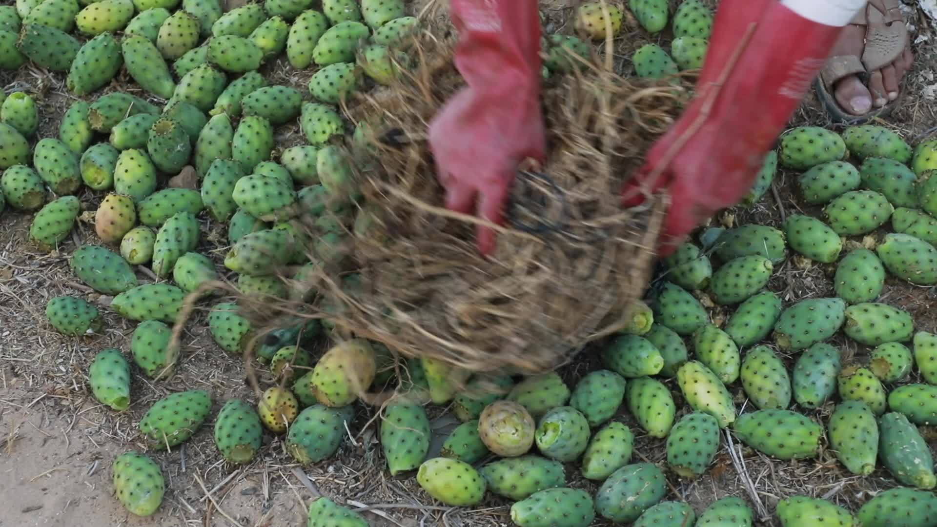 Prickly pear harvesting in Gaza