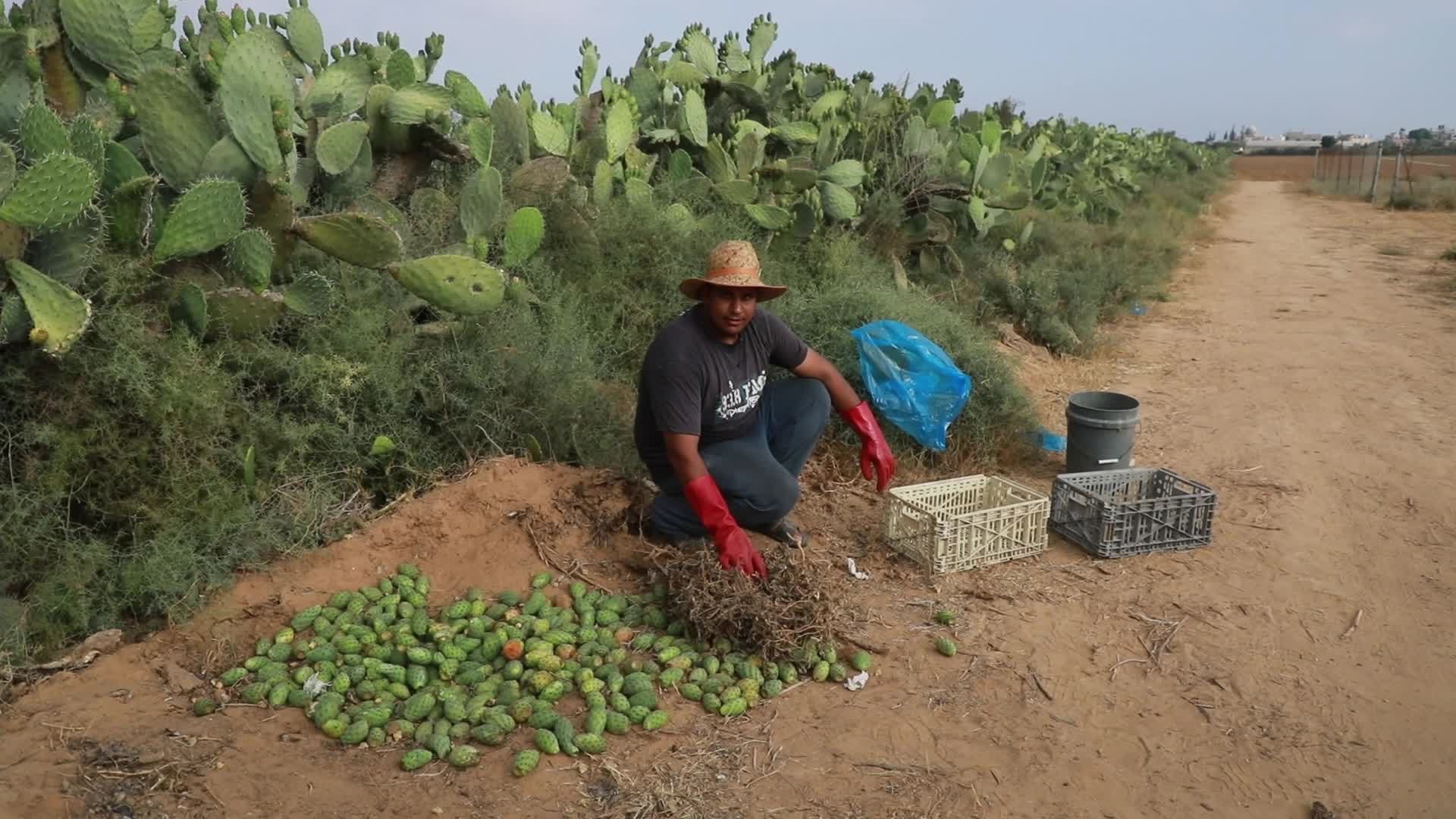 Prickly pear harvesting in Gaza