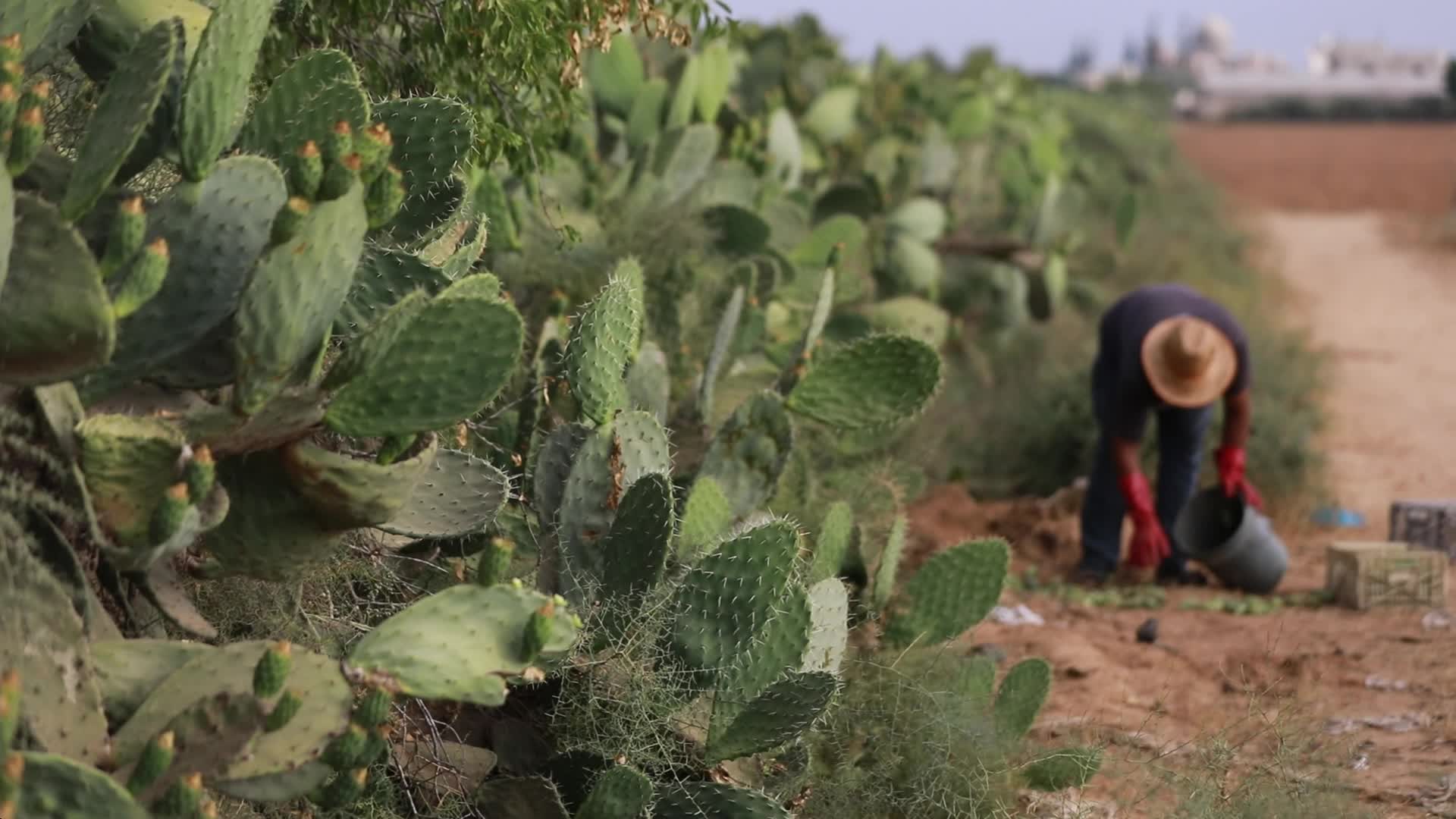Prickly pear harvesting in Gaza