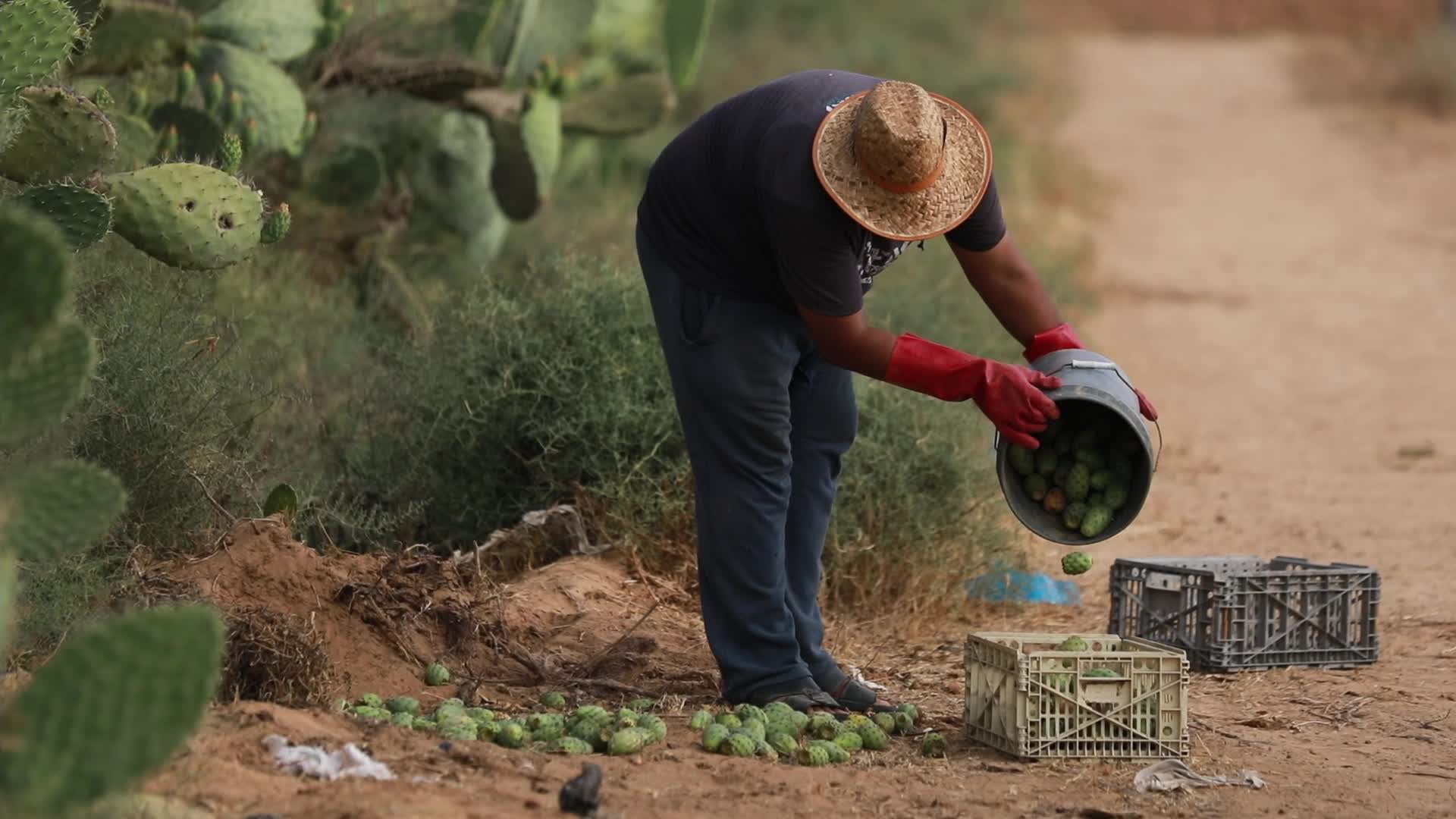 Prickly pear harvesting in Gaza