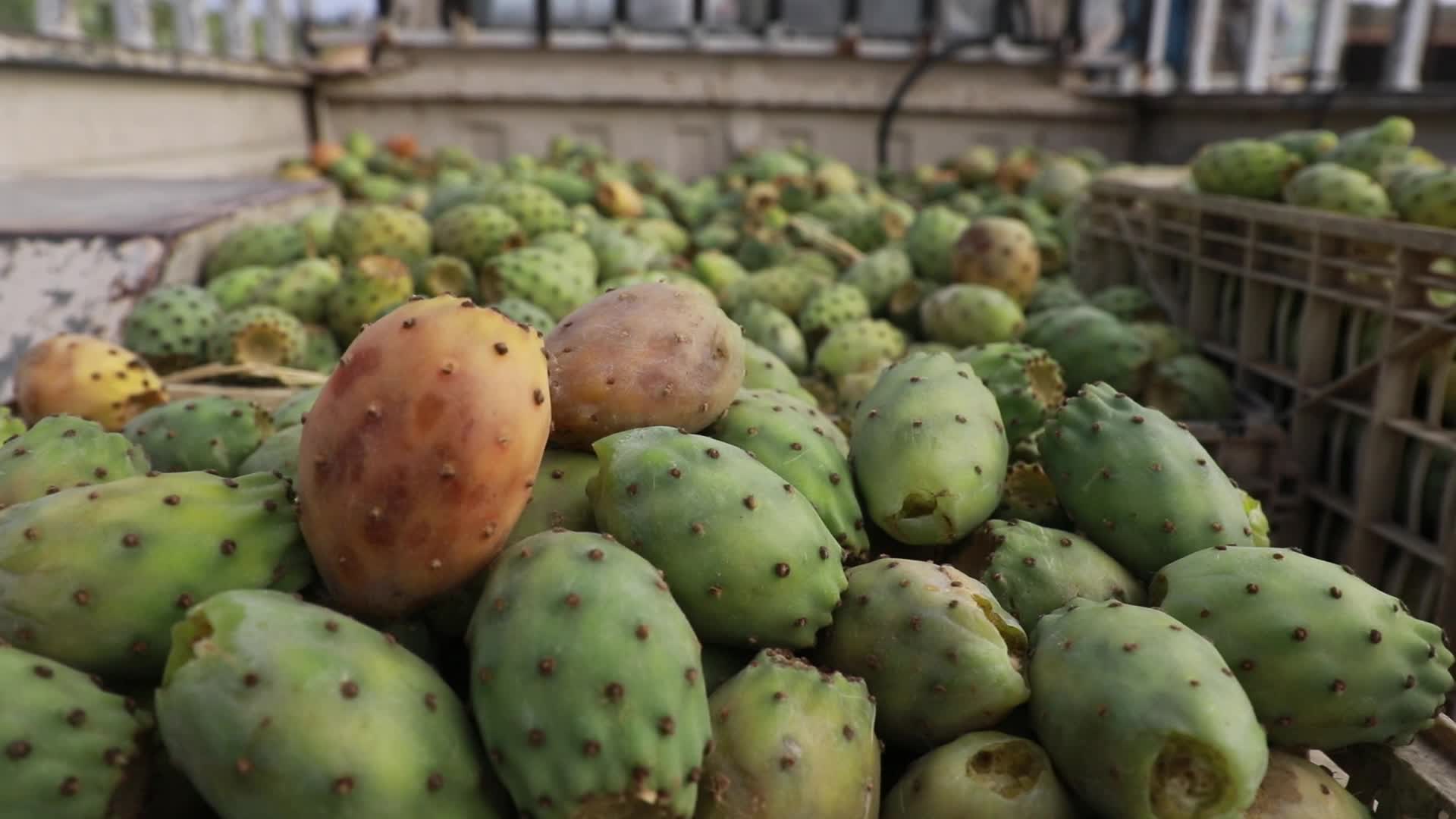 Prickly pear harvesting in Gaza