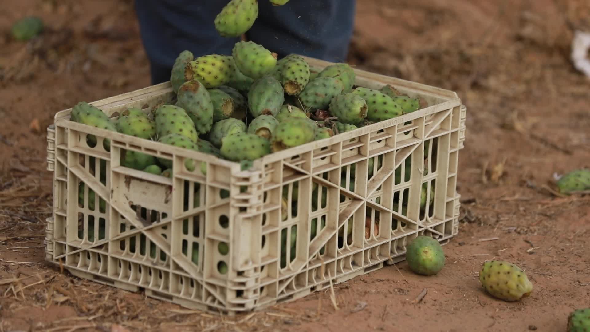 Prickly pear harvesting in Gaza