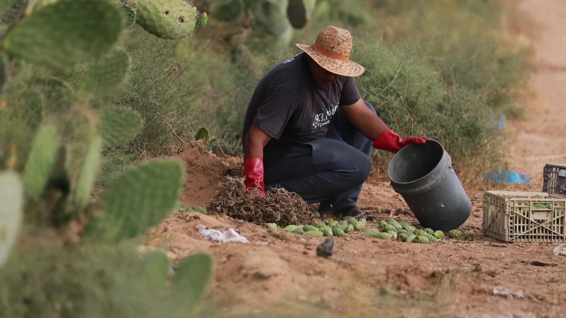 Prickly pear harvesting in Gaza