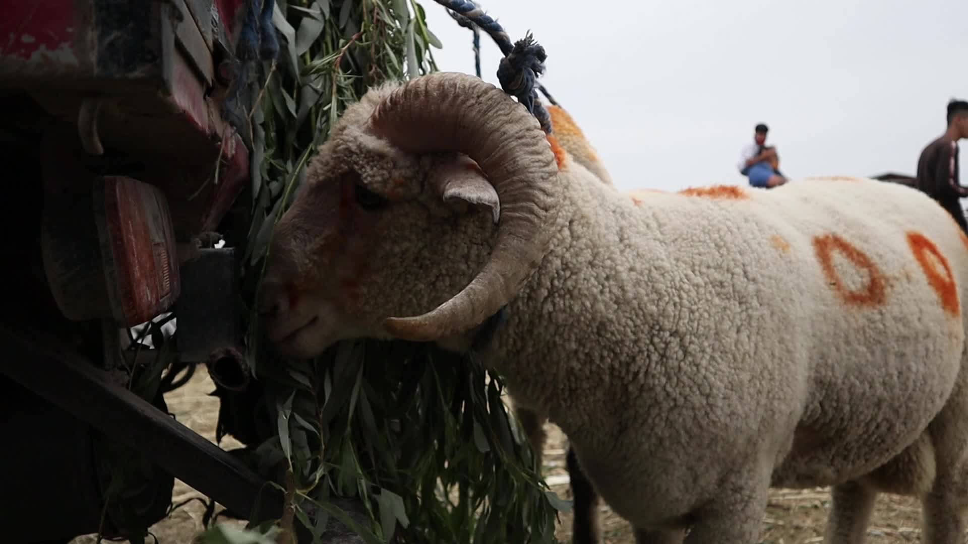 Eid-Al-Adha Preparations in Kashmir