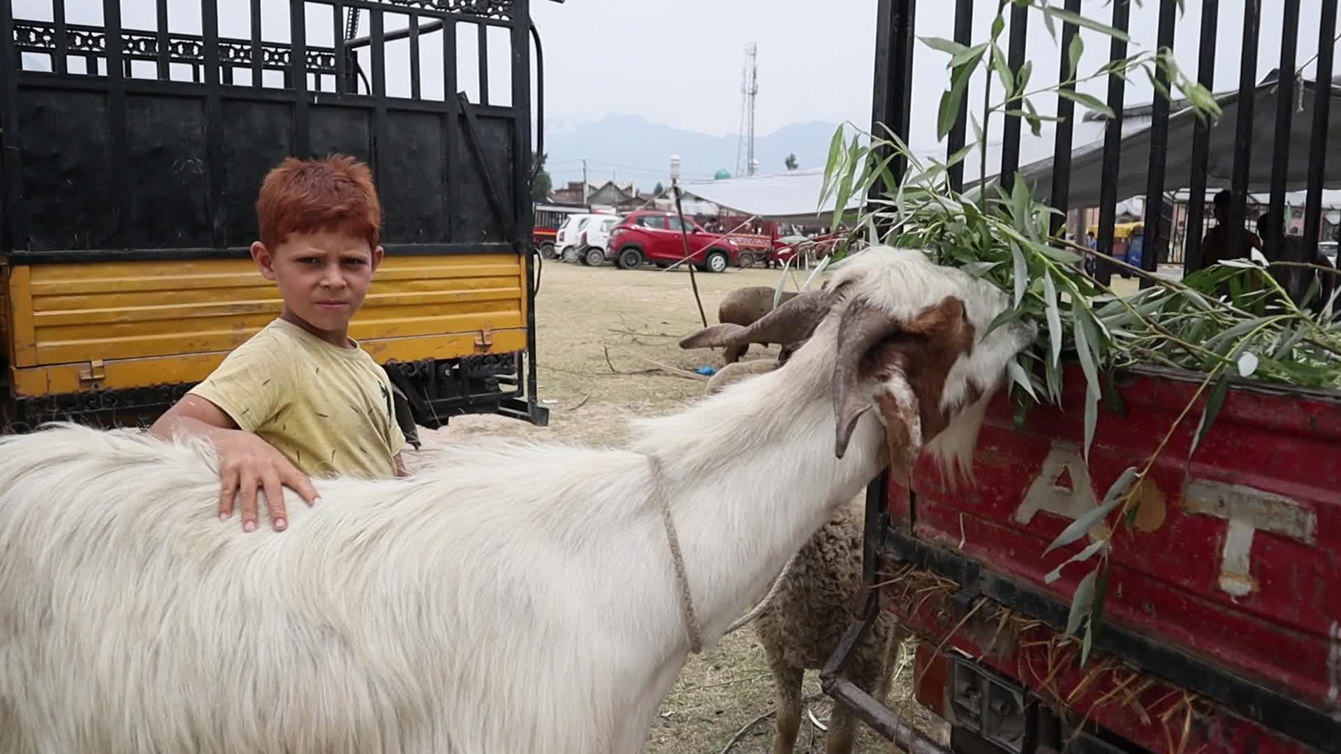 Eid-Al-Adha Preparations in Kashmir