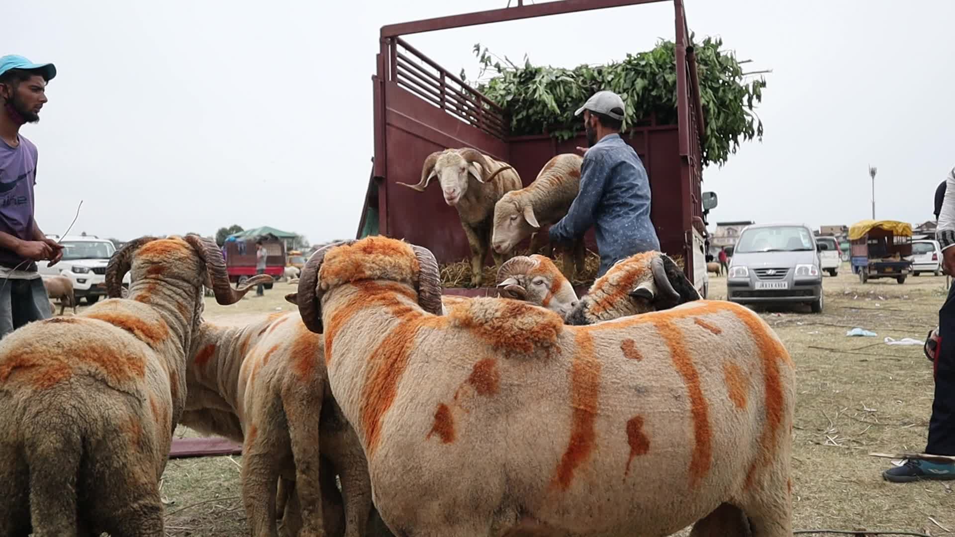 Eid-Al-Adha Preparations in Kashmir