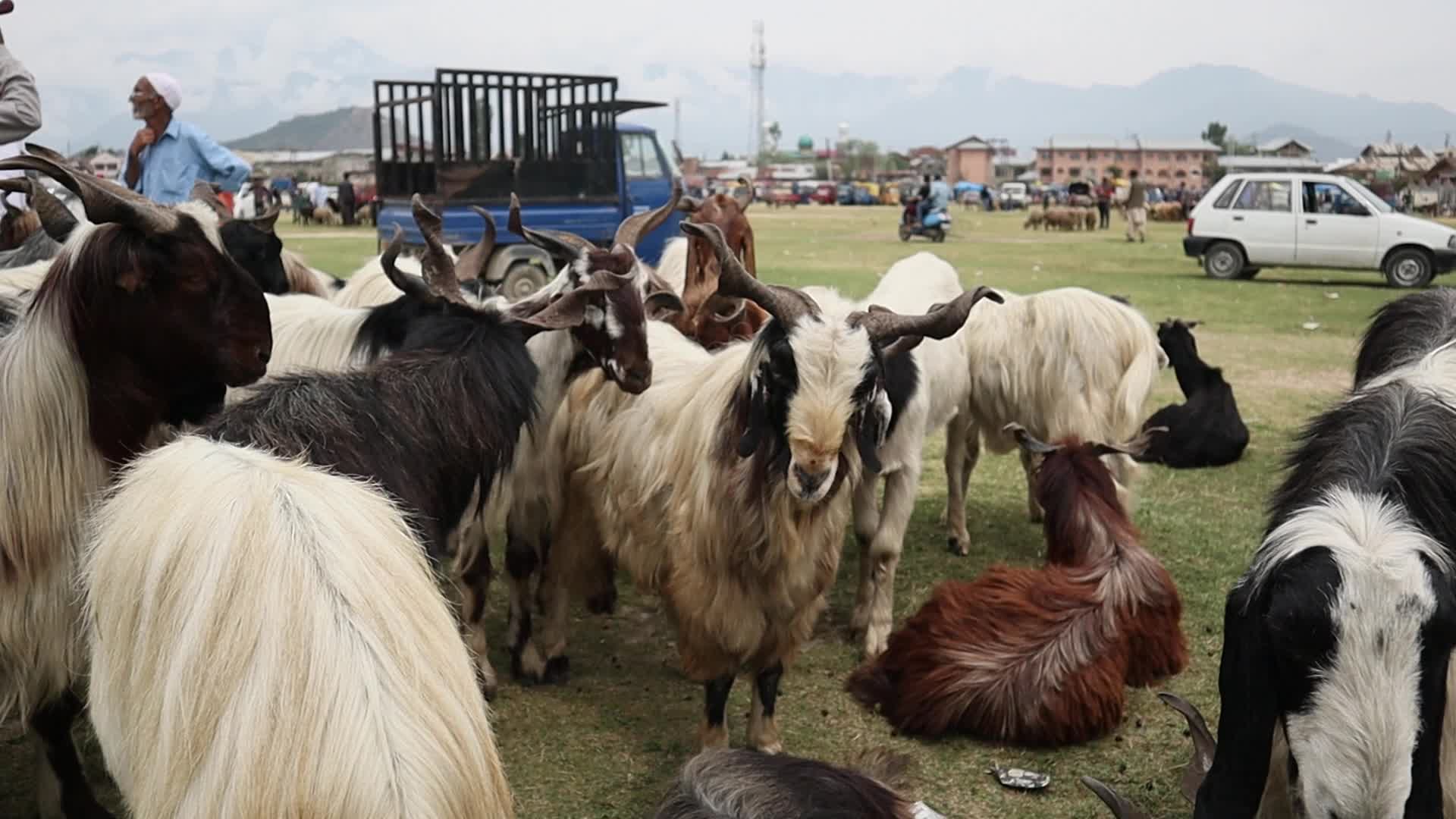 Eid-Al-Adha Preparations in Kashmir