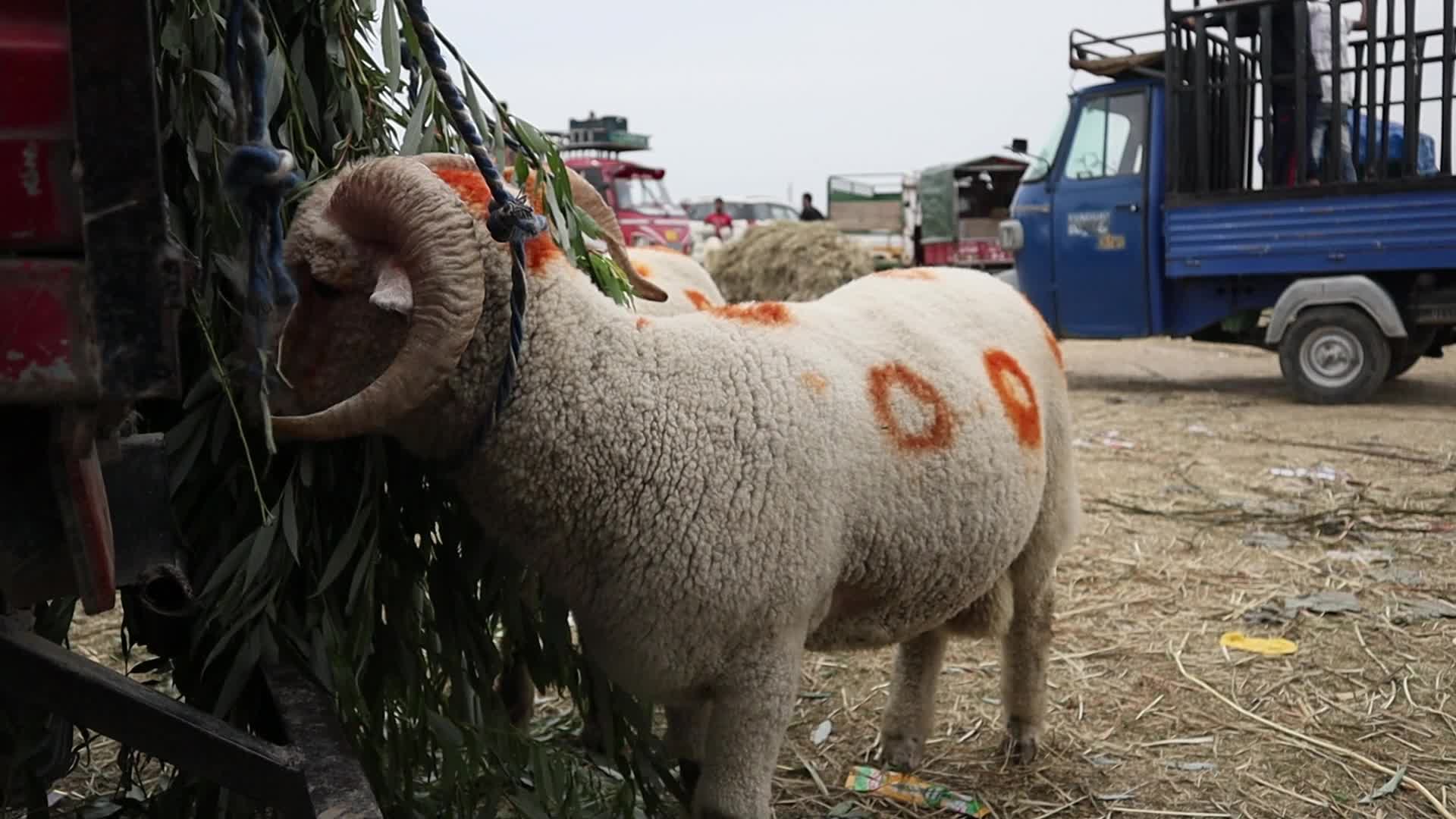 Eid-Al-Adha Preparations in Kashmir