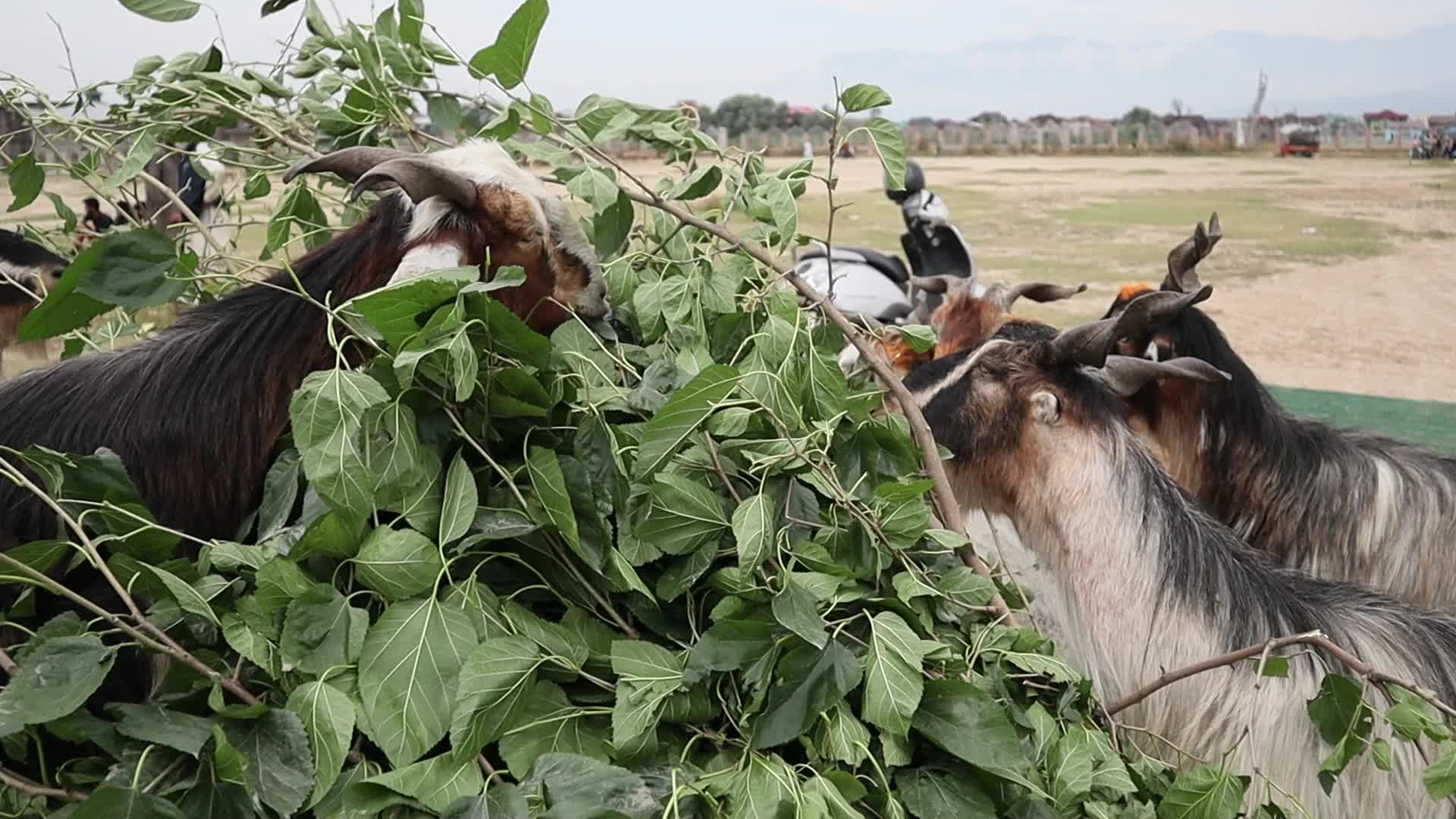 Eid-Al-Adha Preparations in Kashmir