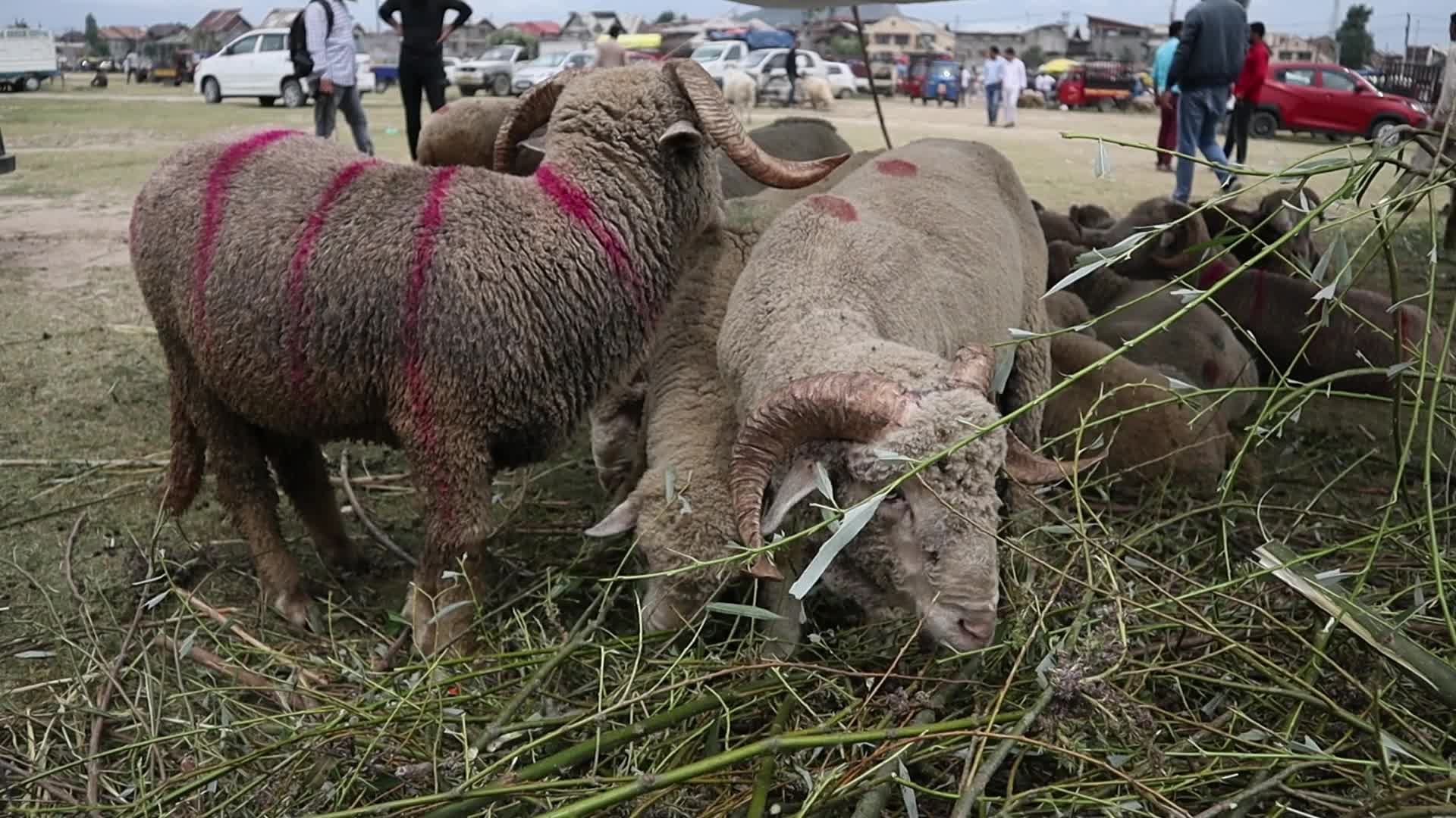Eid-Al-Adha Preparations in Kashmir
