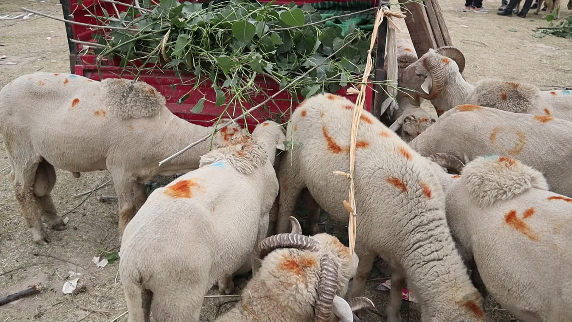 Eid-Al-Adha Preparations in Kashmir