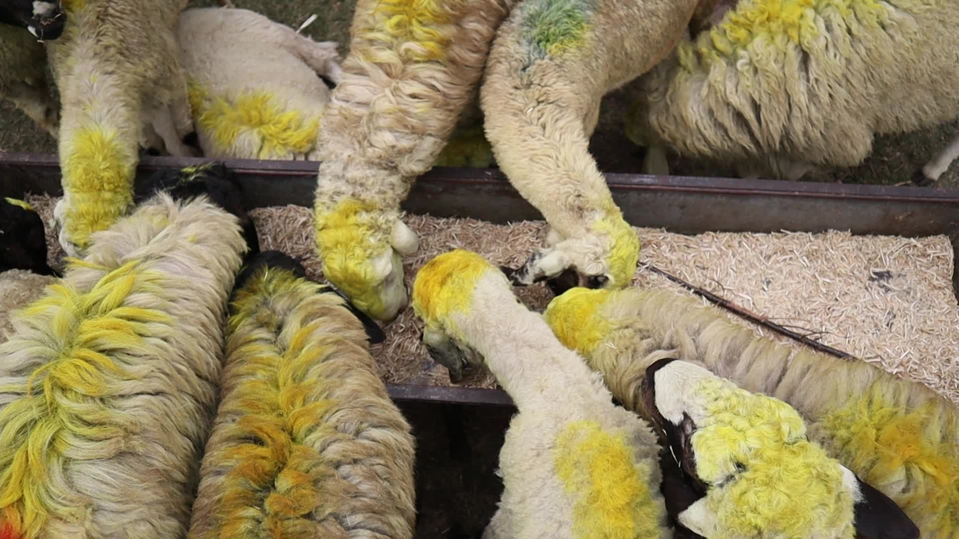 Eid-Al-Adha Preparations in Kashmir