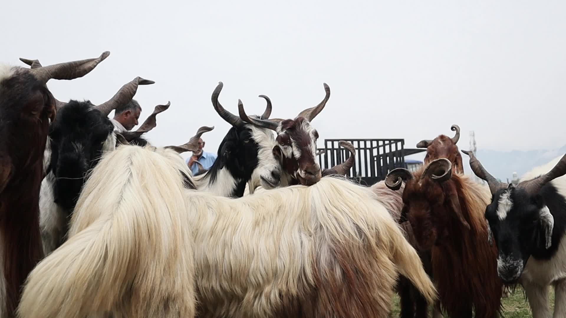 Eid-Al-Adha Preparations in Kashmir