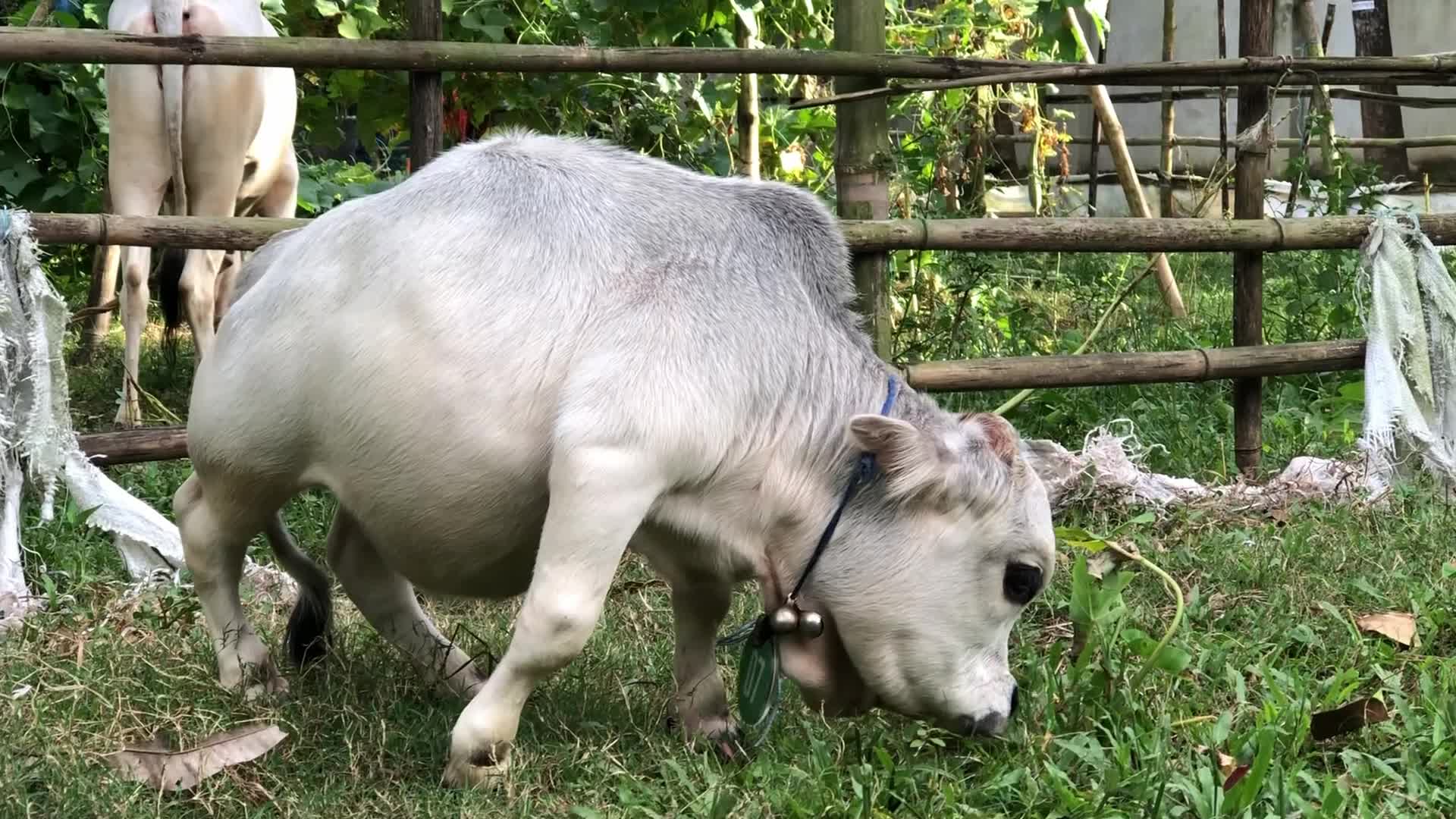 Dwarf cow in Bangladesh
