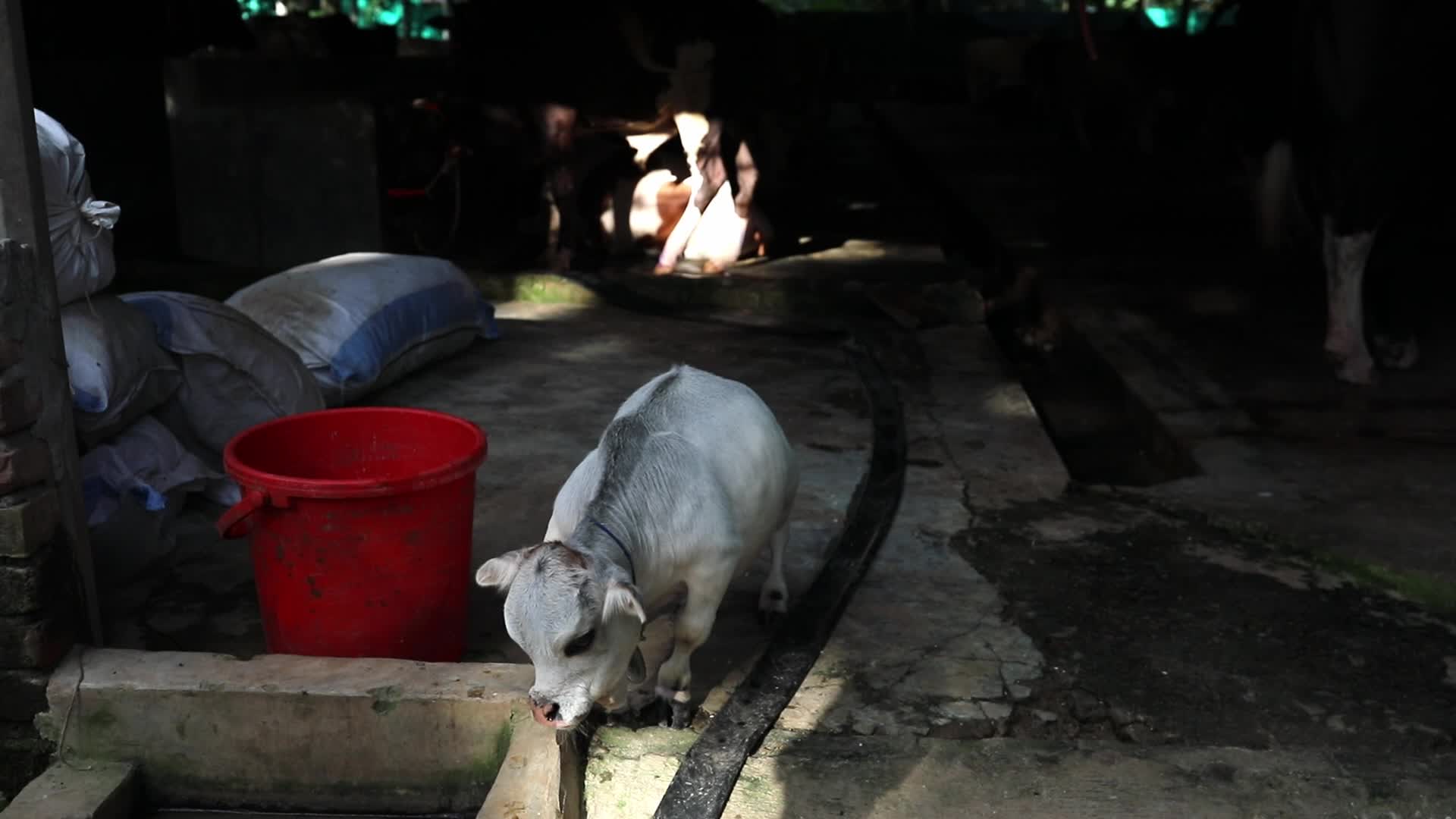 Dwarf cow in Bangladesh