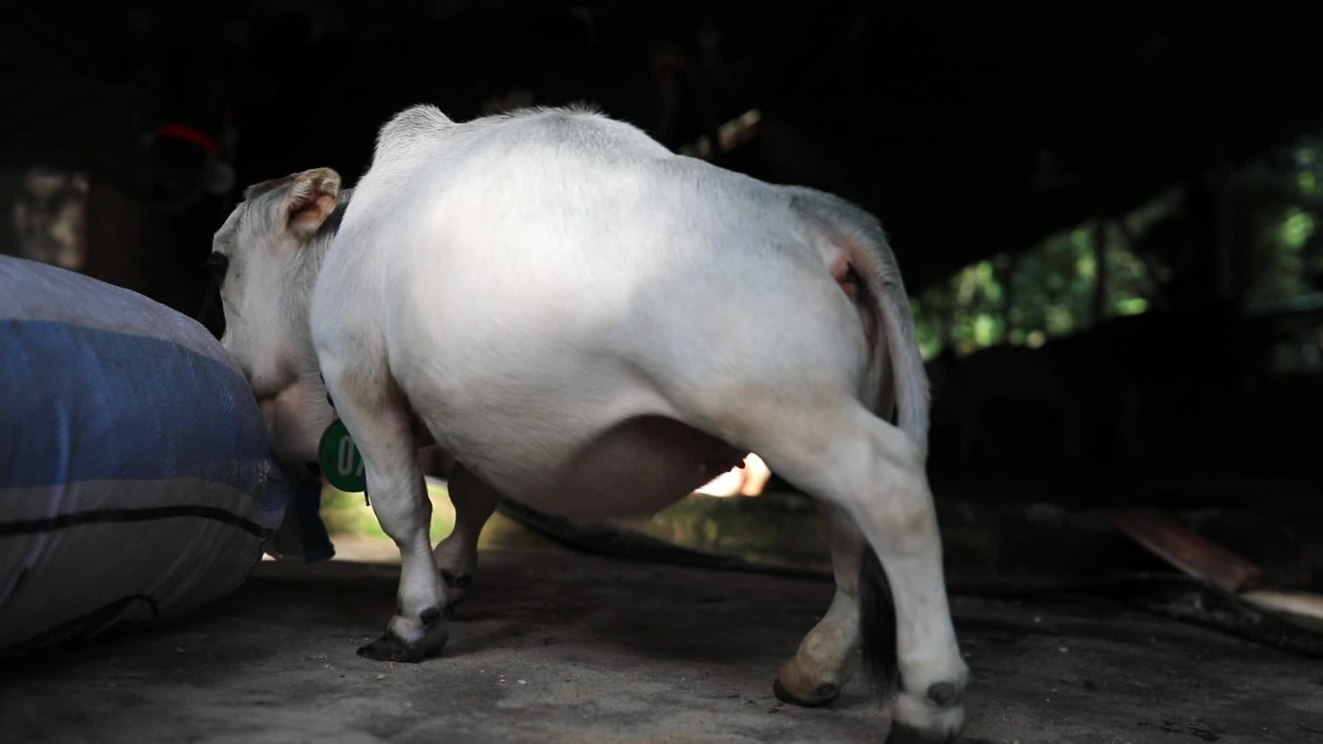 Dwarf cow in Bangladesh