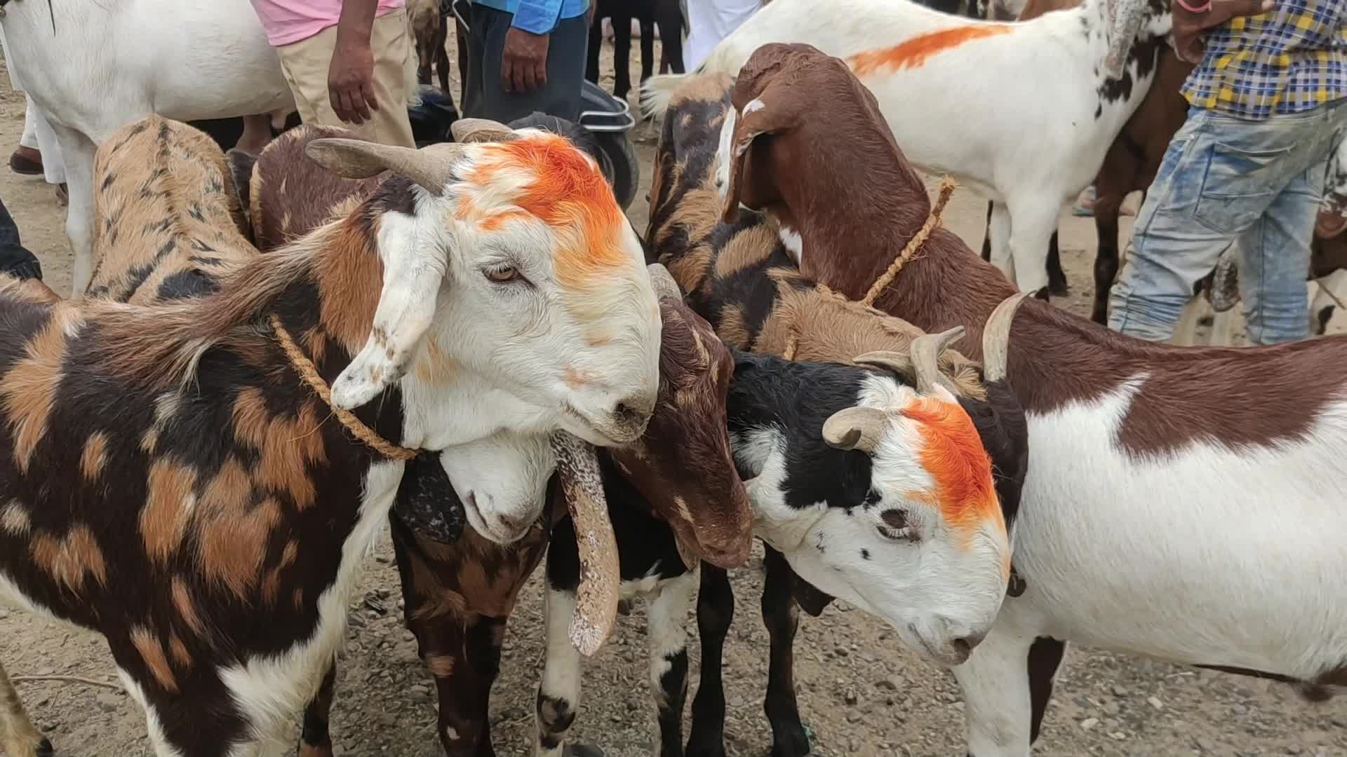 Livestock market ahead Eid al-Adha in Ajmer