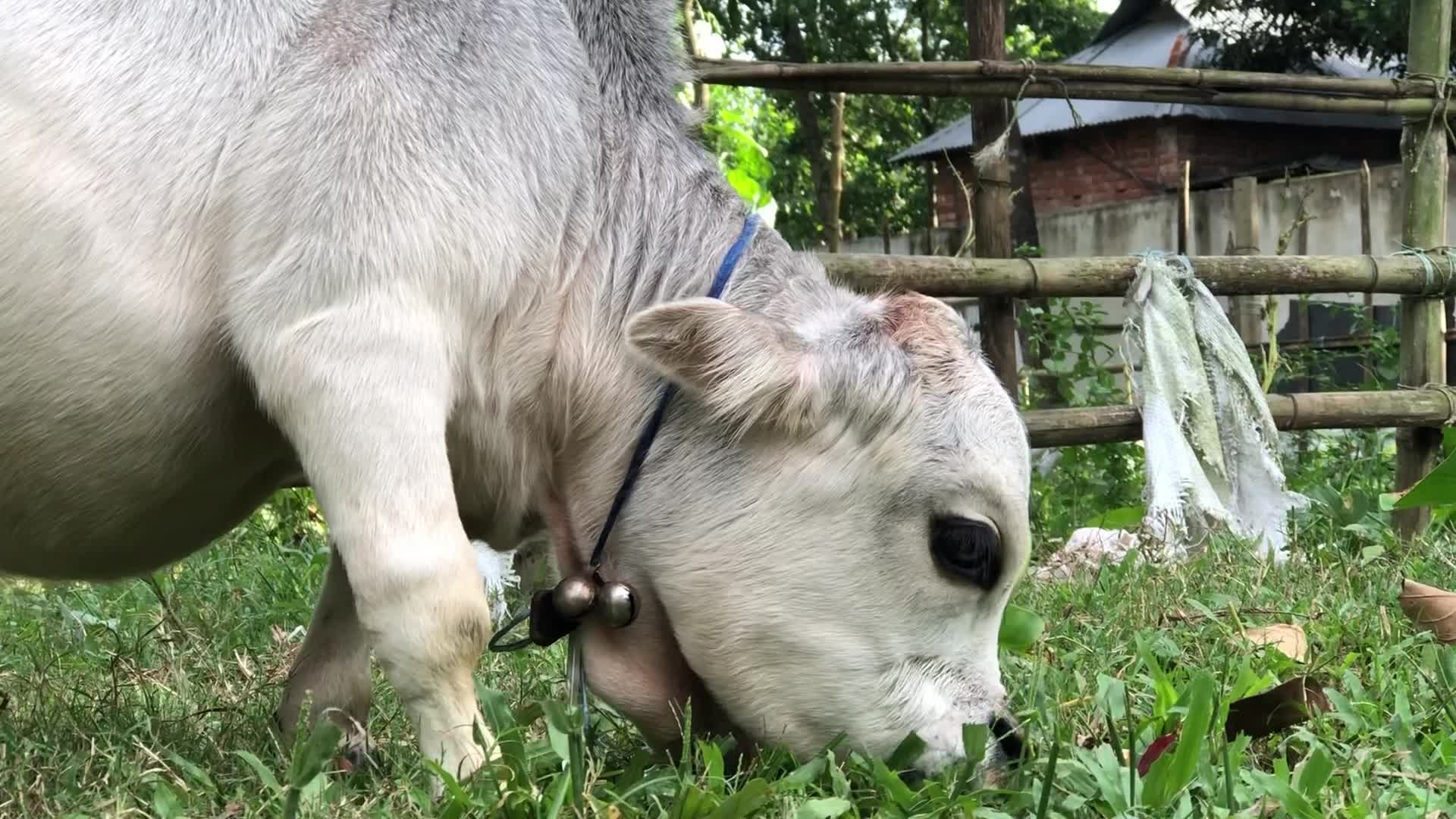 Dwarf cow in Bangladesh