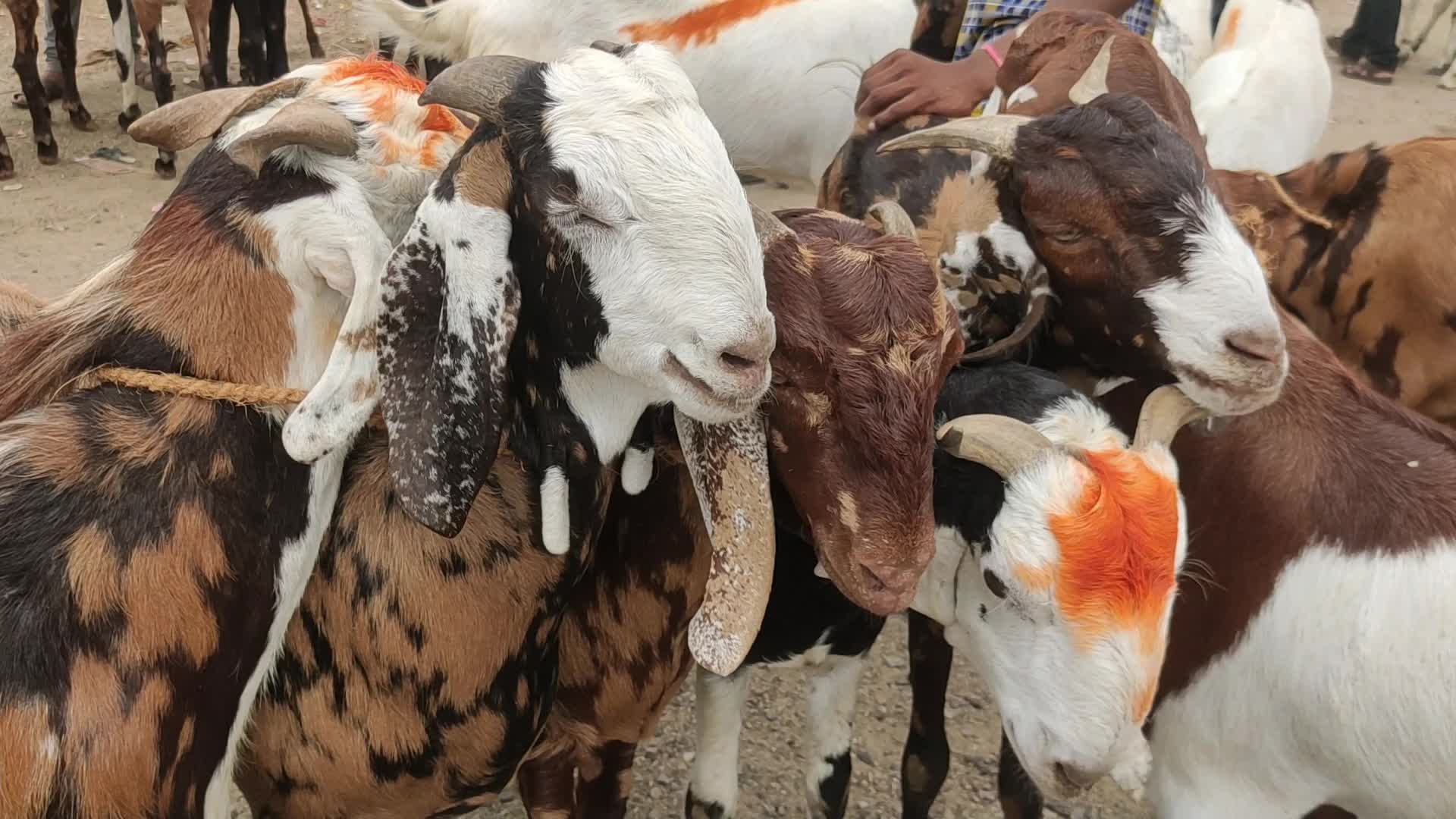Livestock market ahead Eid al-Adha in Ajmer