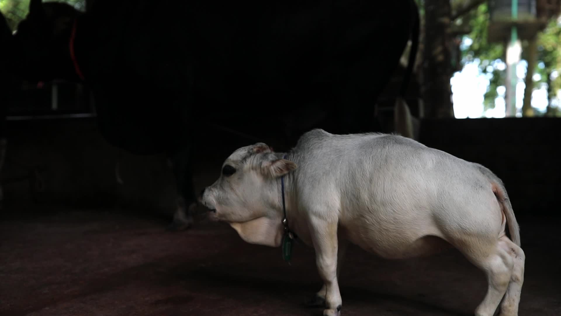 Dwarf cow in Bangladesh