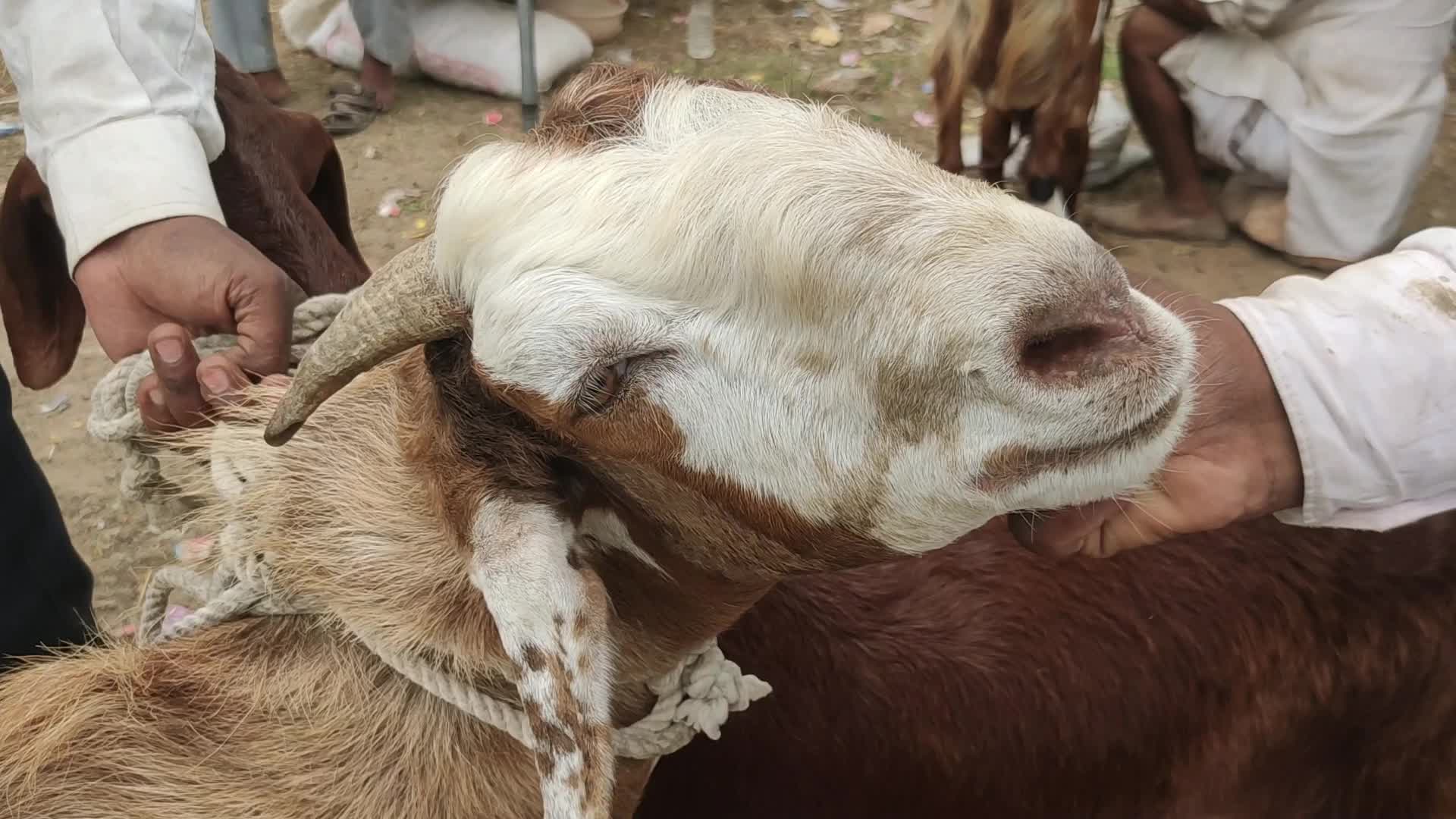 Livestock market ahead Eid al-Adha in Ajmer