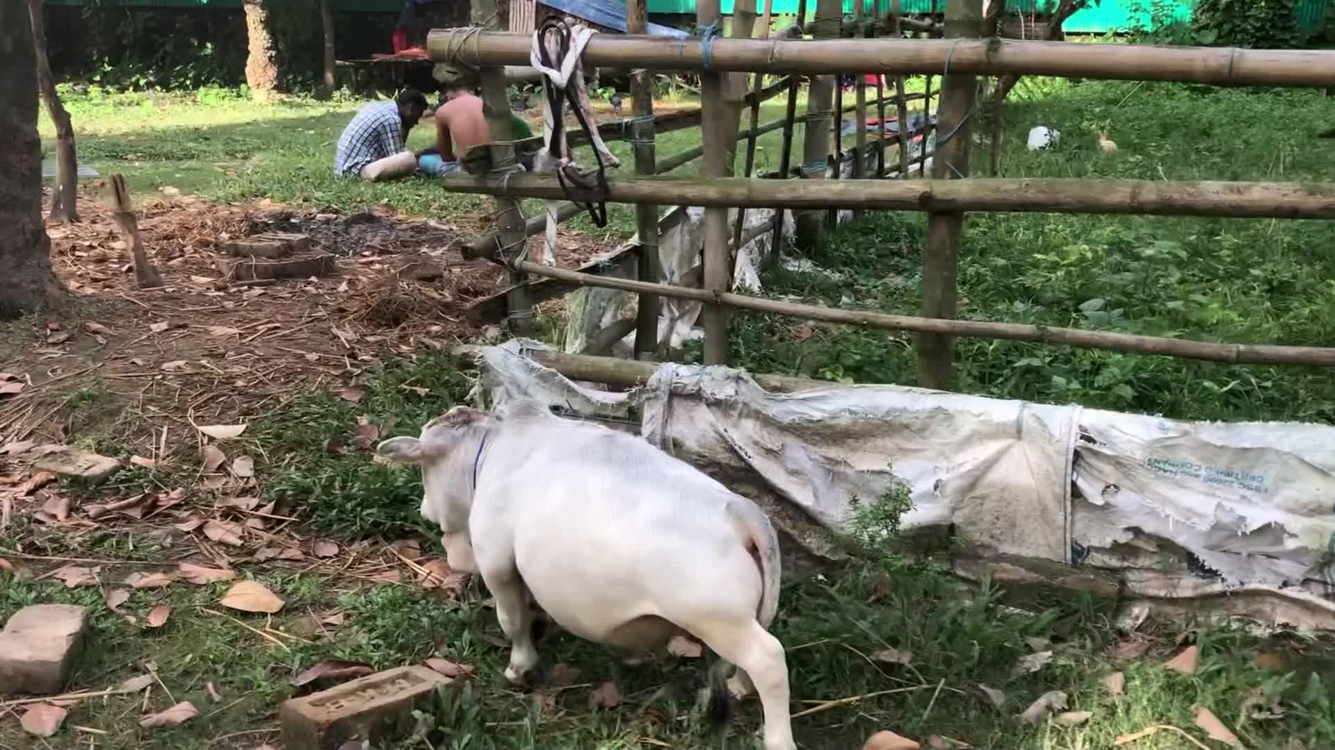 Dwarf cow in Bangladesh