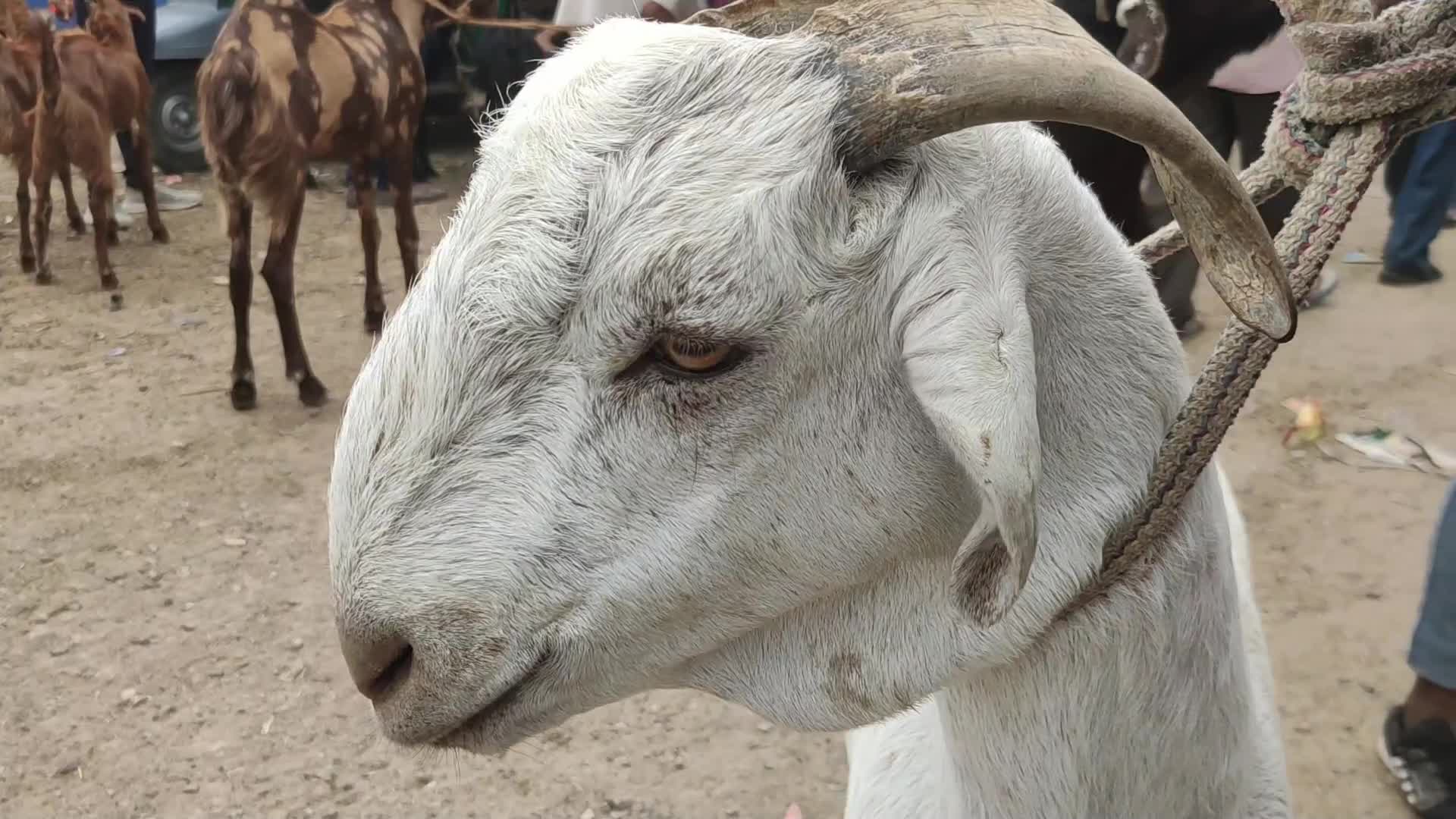 Livestock market ahead Eid al-Adha in Ajmer