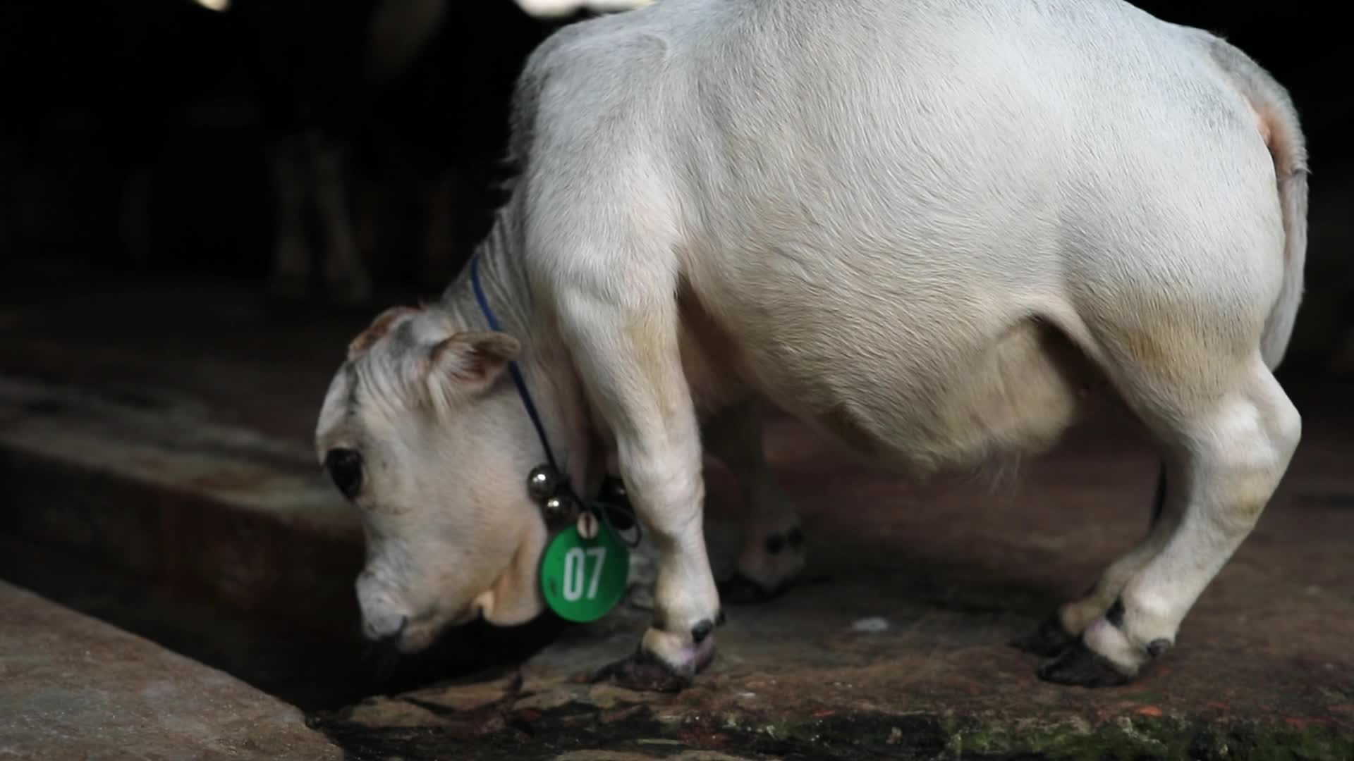 Dwarf cow in Bangladesh