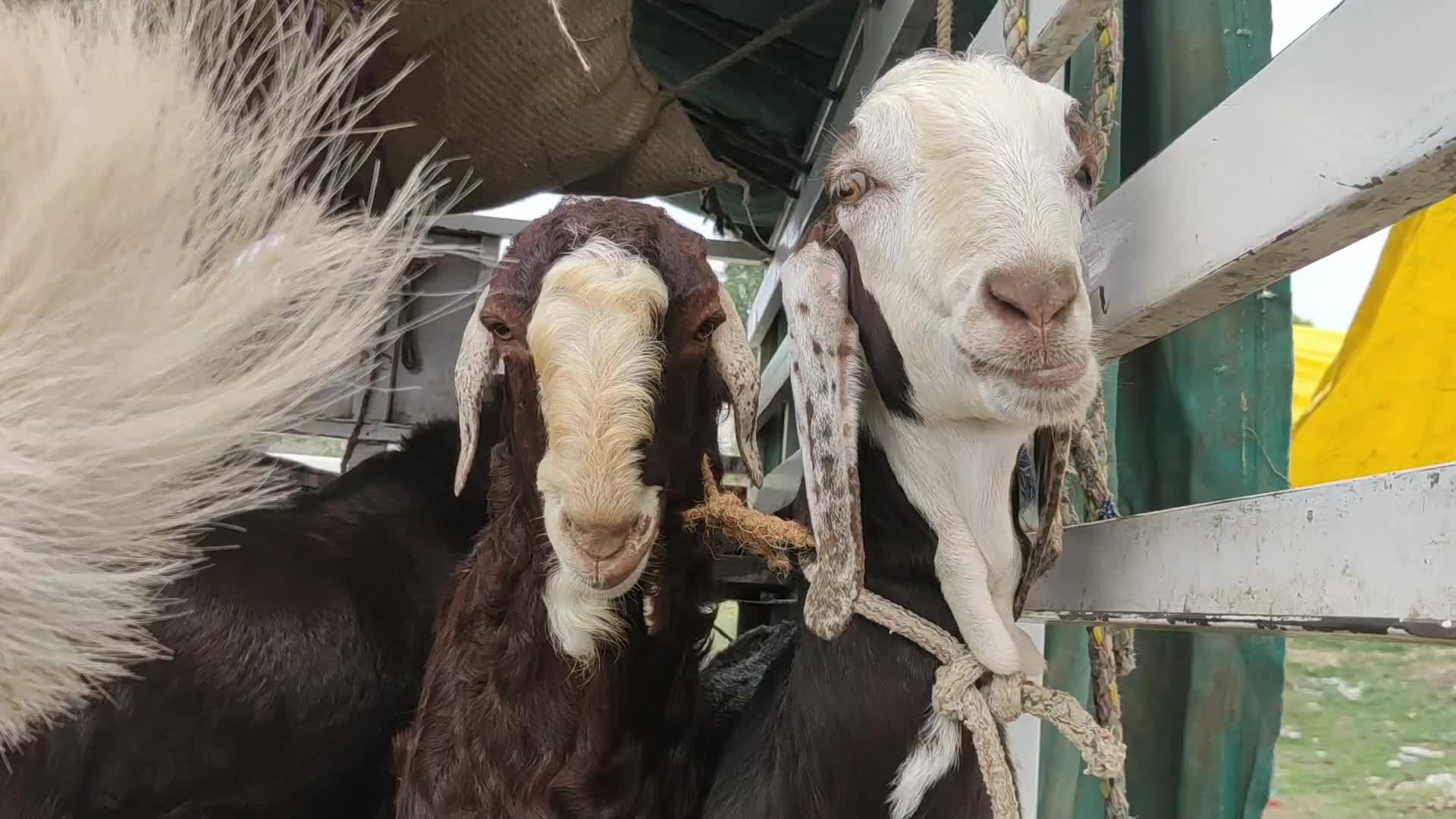 Livestock market ahead Eid al-Adha in Ajmer