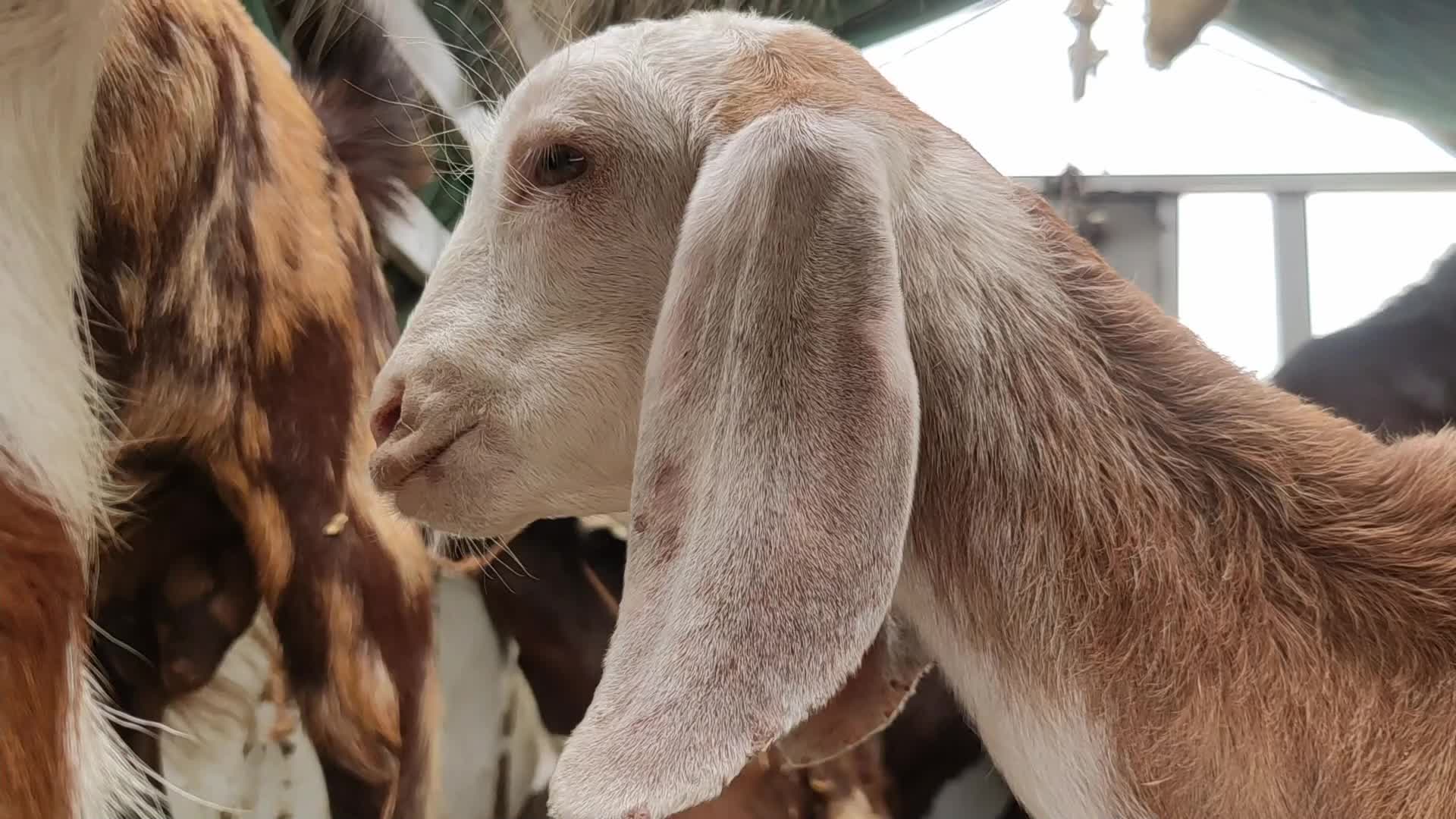 Livestock market ahead Eid al-Adha in Ajmer