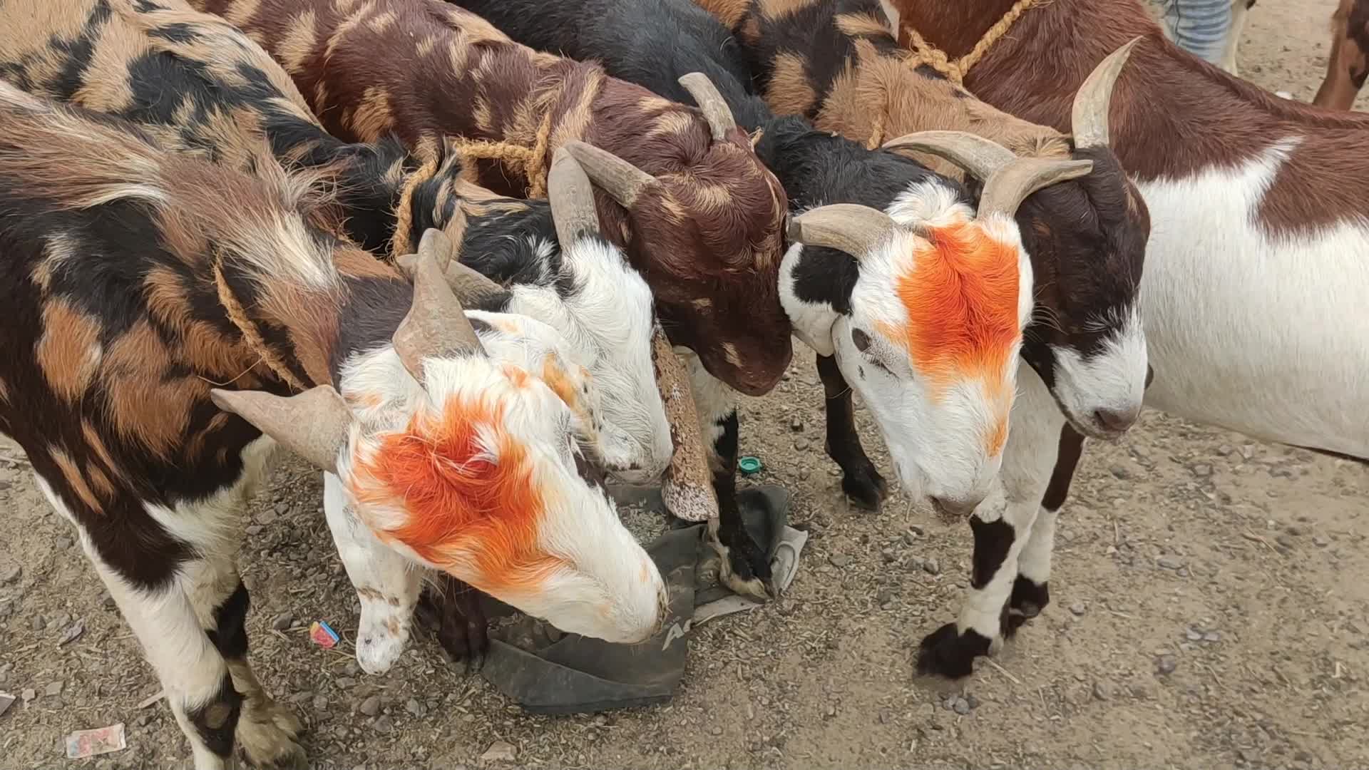 Livestock market ahead Eid al-Adha in Ajmer