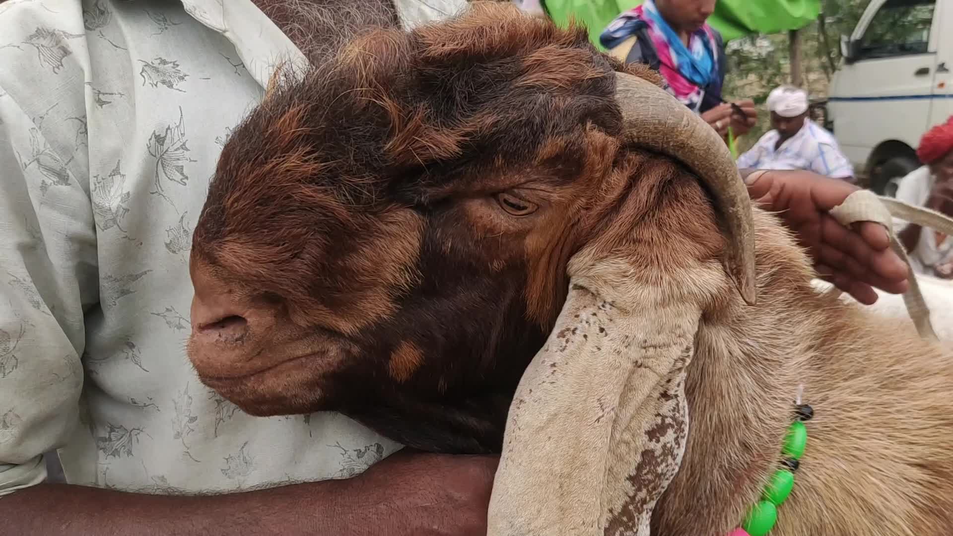 Livestock market ahead Eid al-Adha in Ajmer
