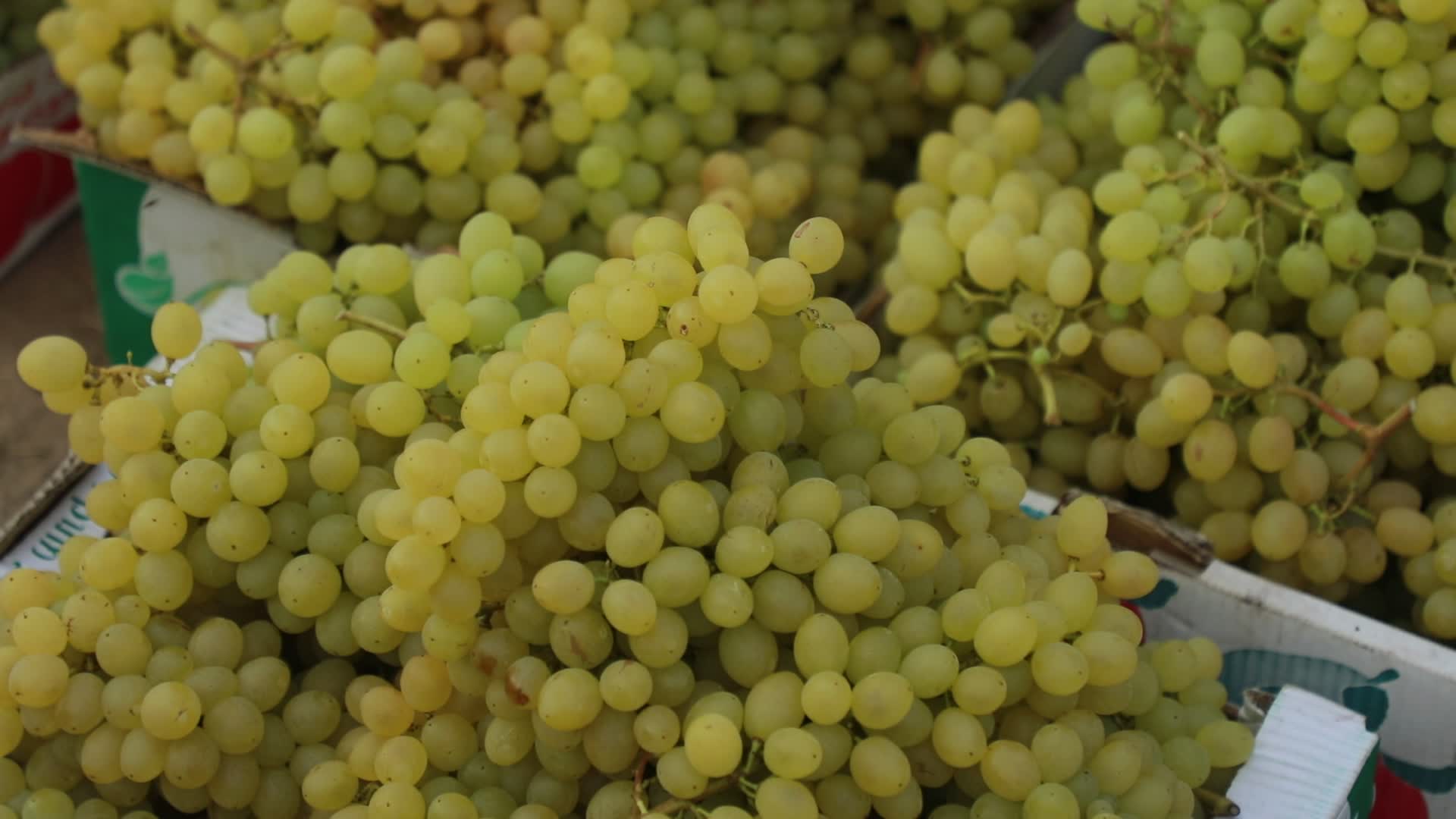 Grape harvesting in Gaza City