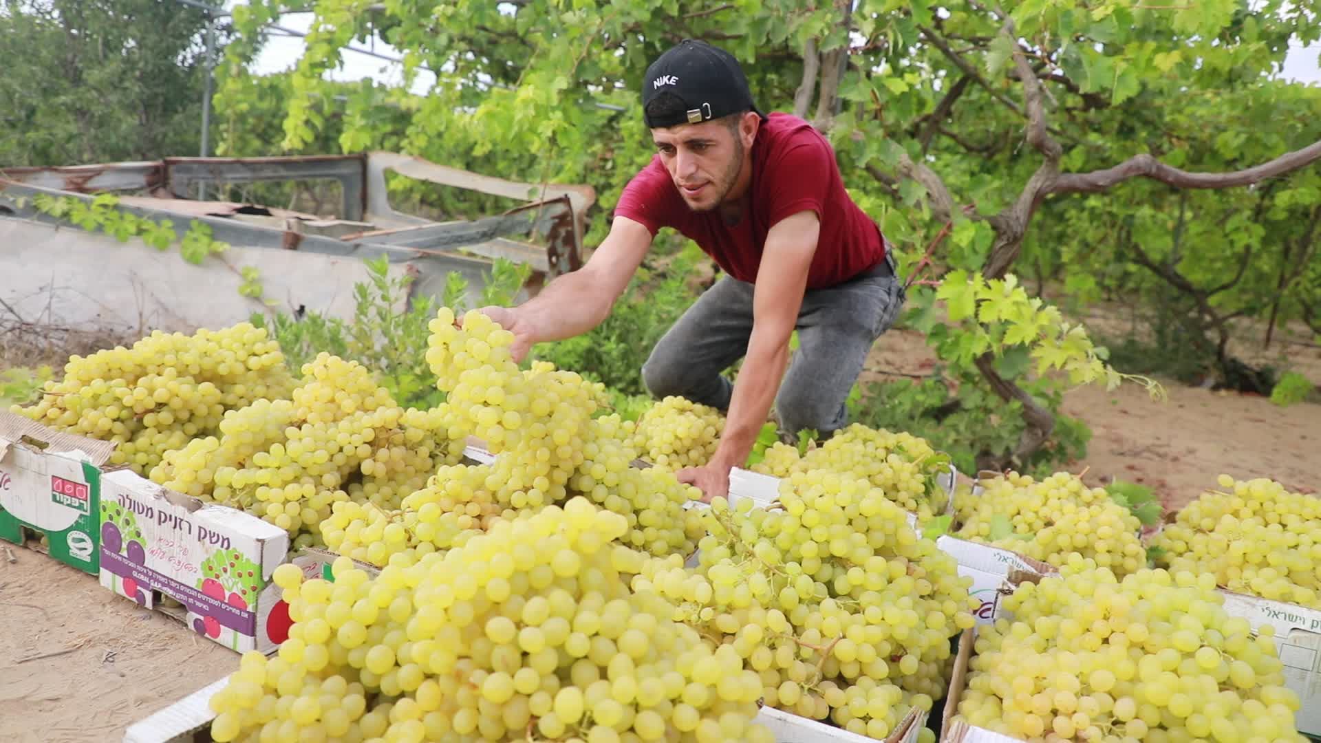 Grape harvesting in Gaza City