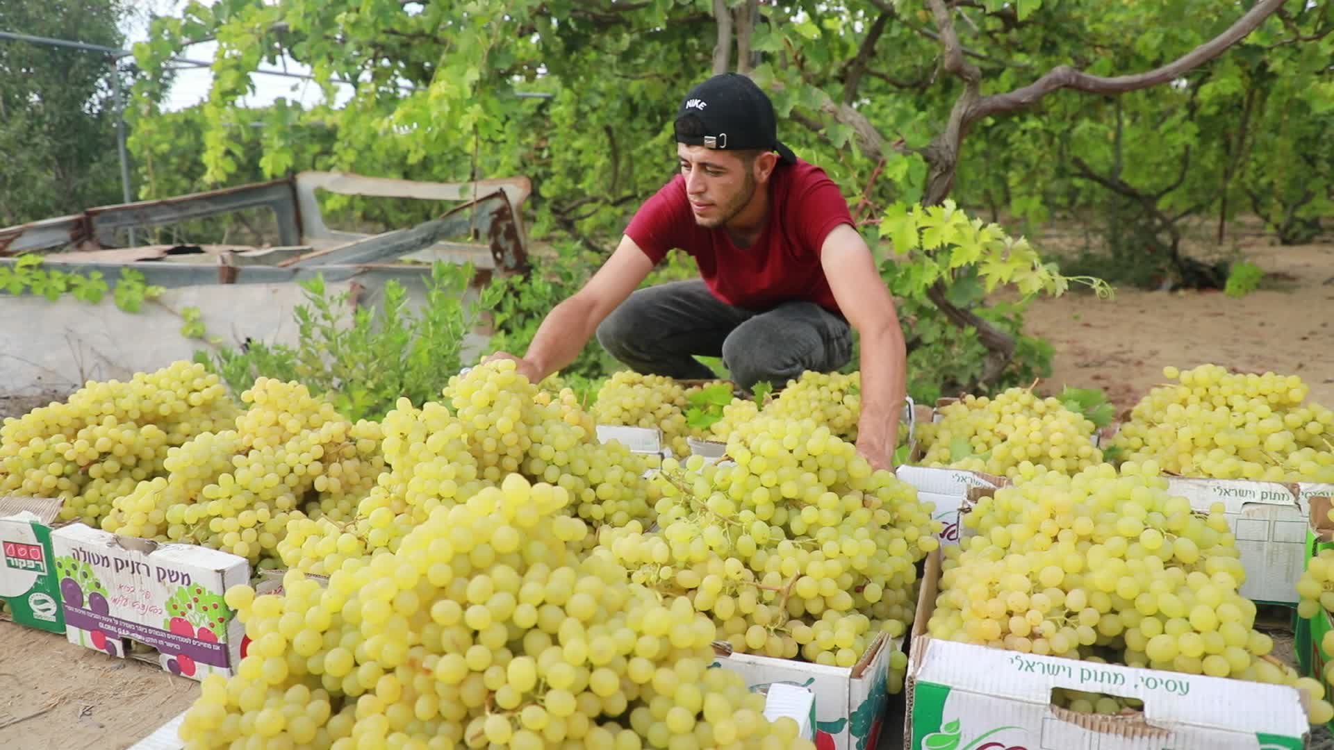 Grape harvesting in Gaza City