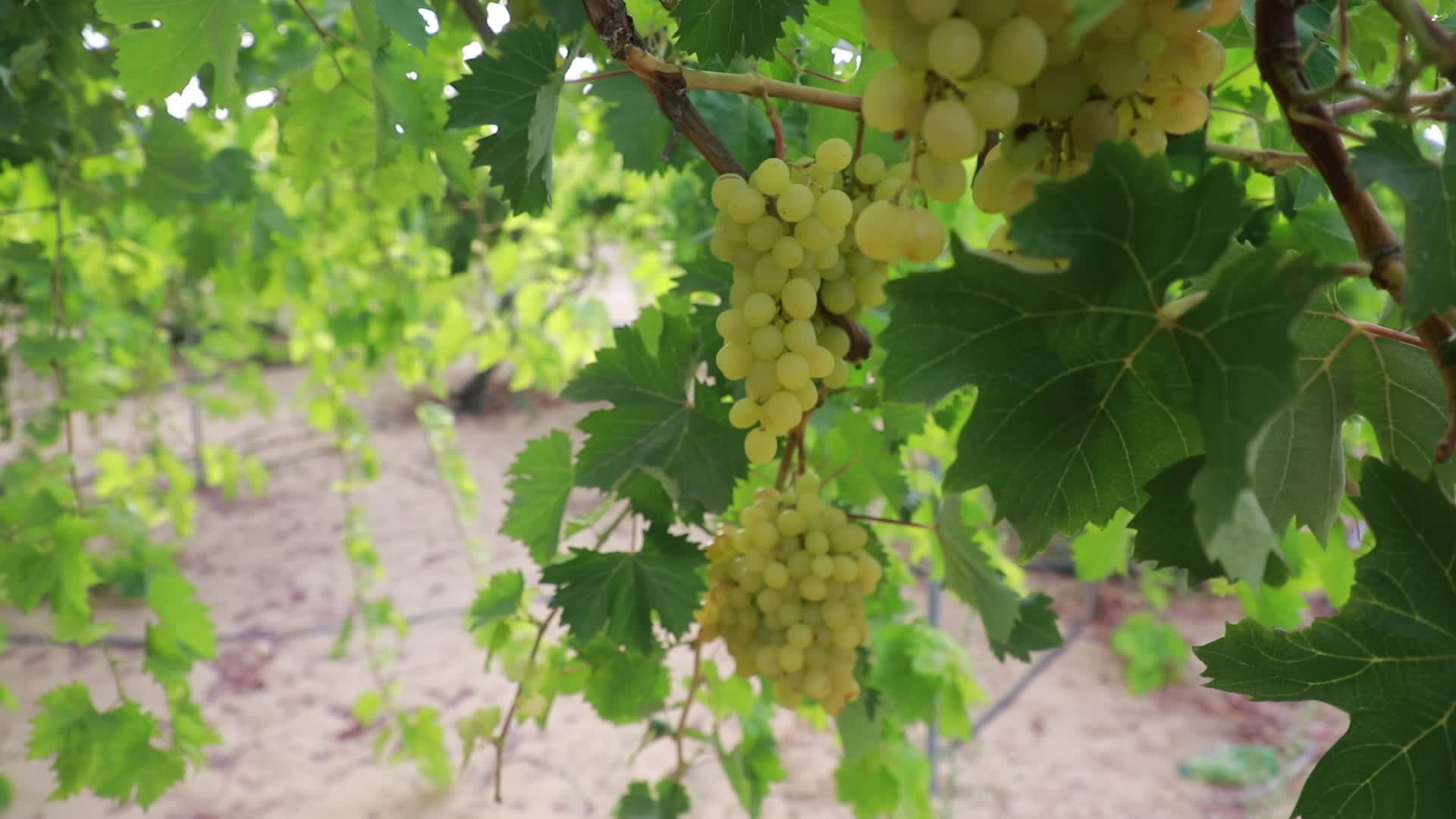 Grape harvesting in Gaza City