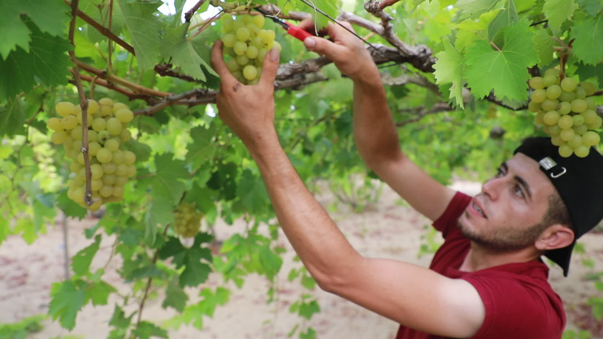 Grape harvesting in Gaza City