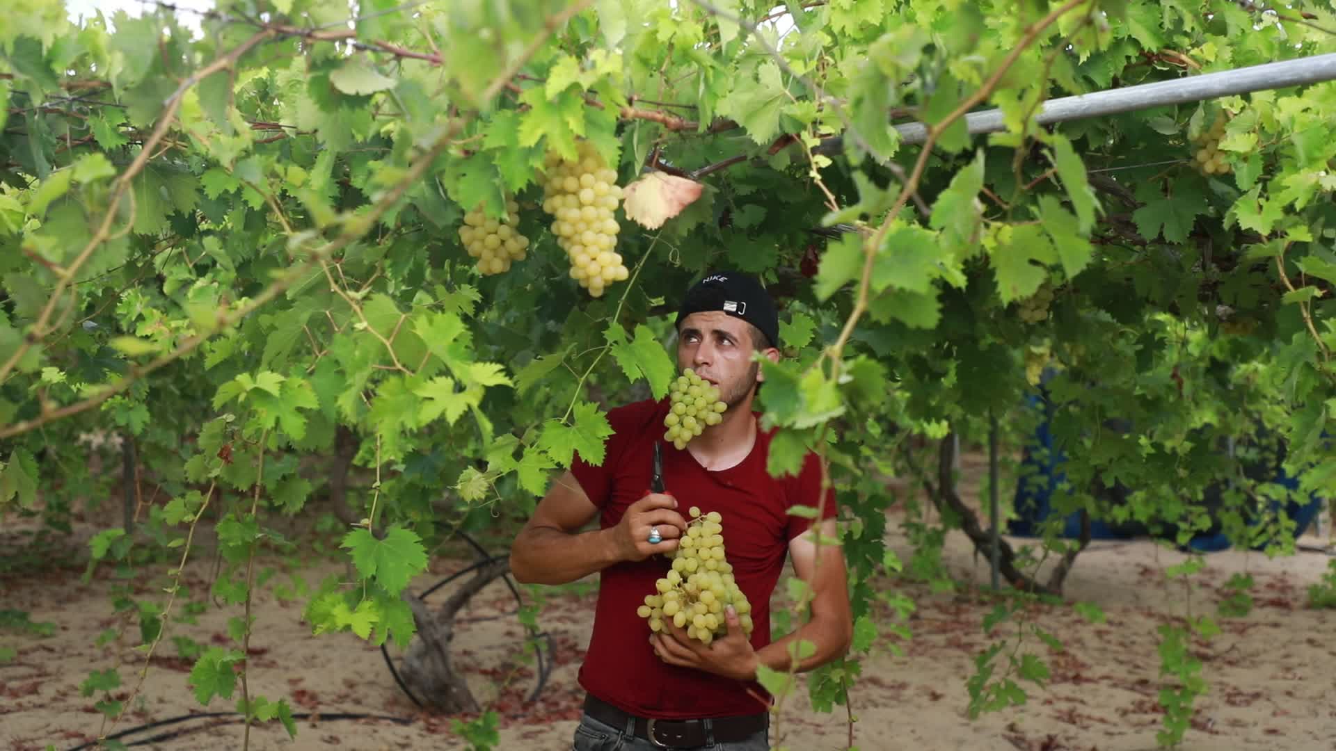 Grape harvesting in Gaza City