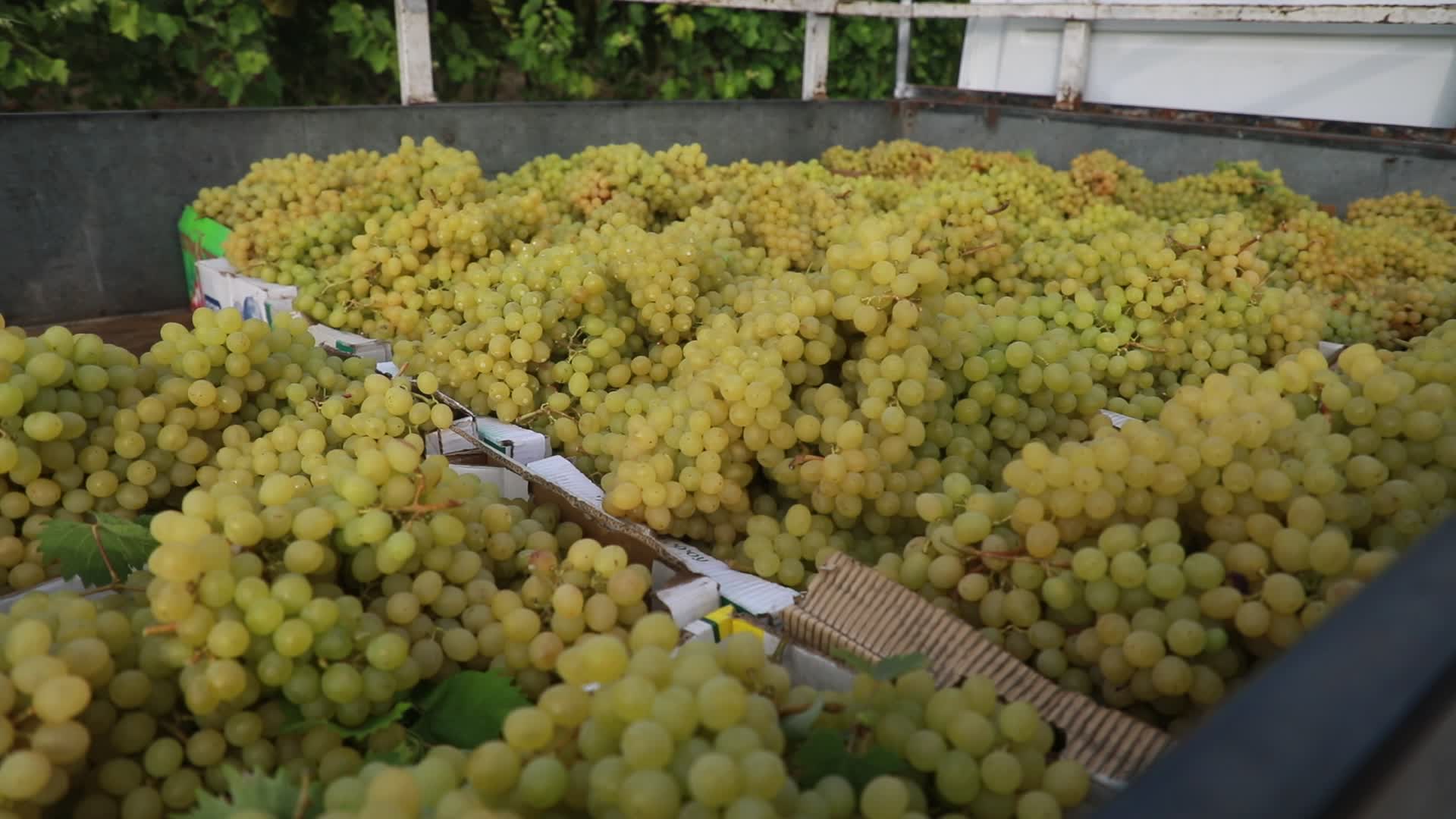 Grape harvesting in Gaza City