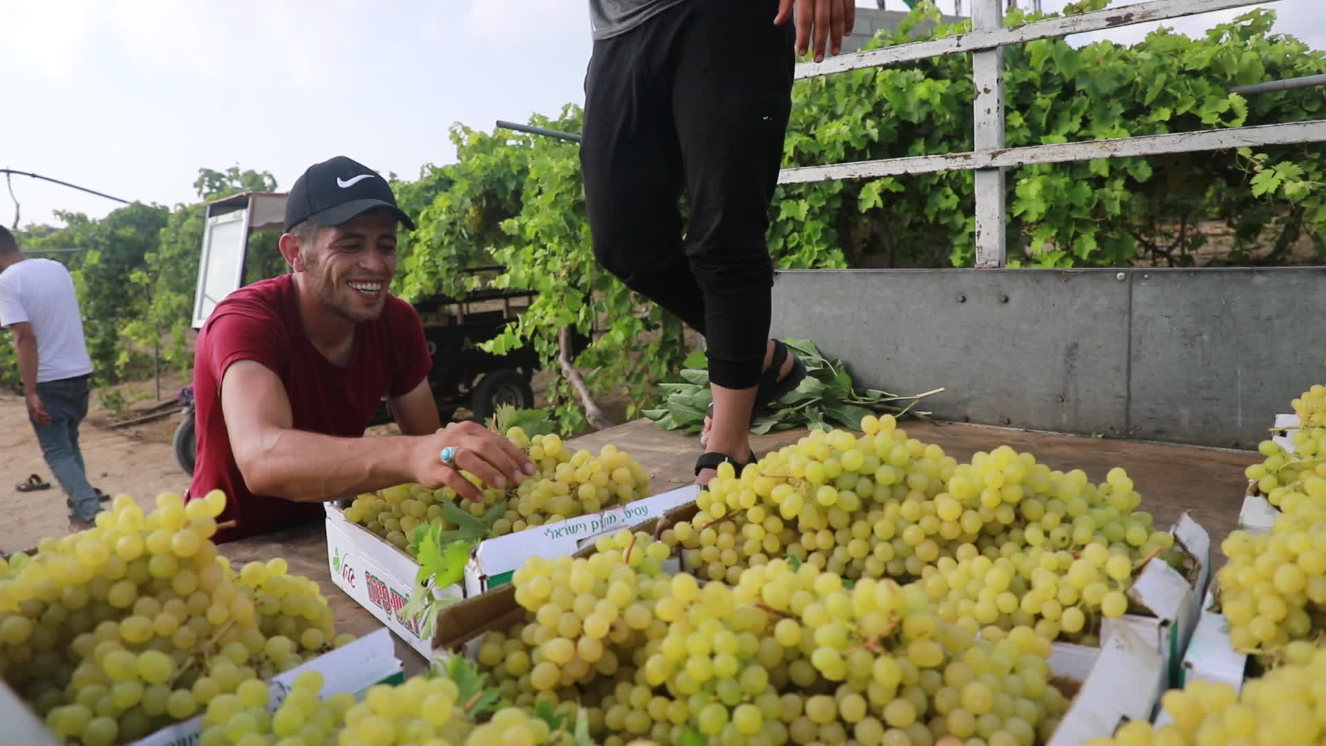 Grape harvesting in Gaza City