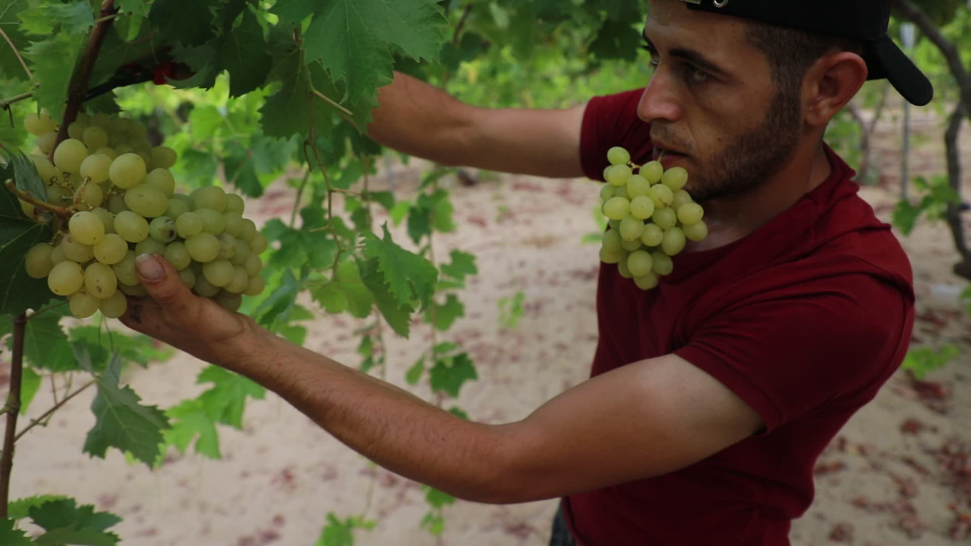 Grape harvesting in Gaza City