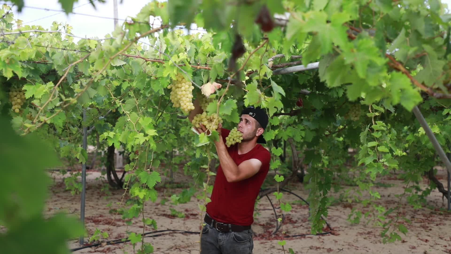 Grape harvesting in Gaza City