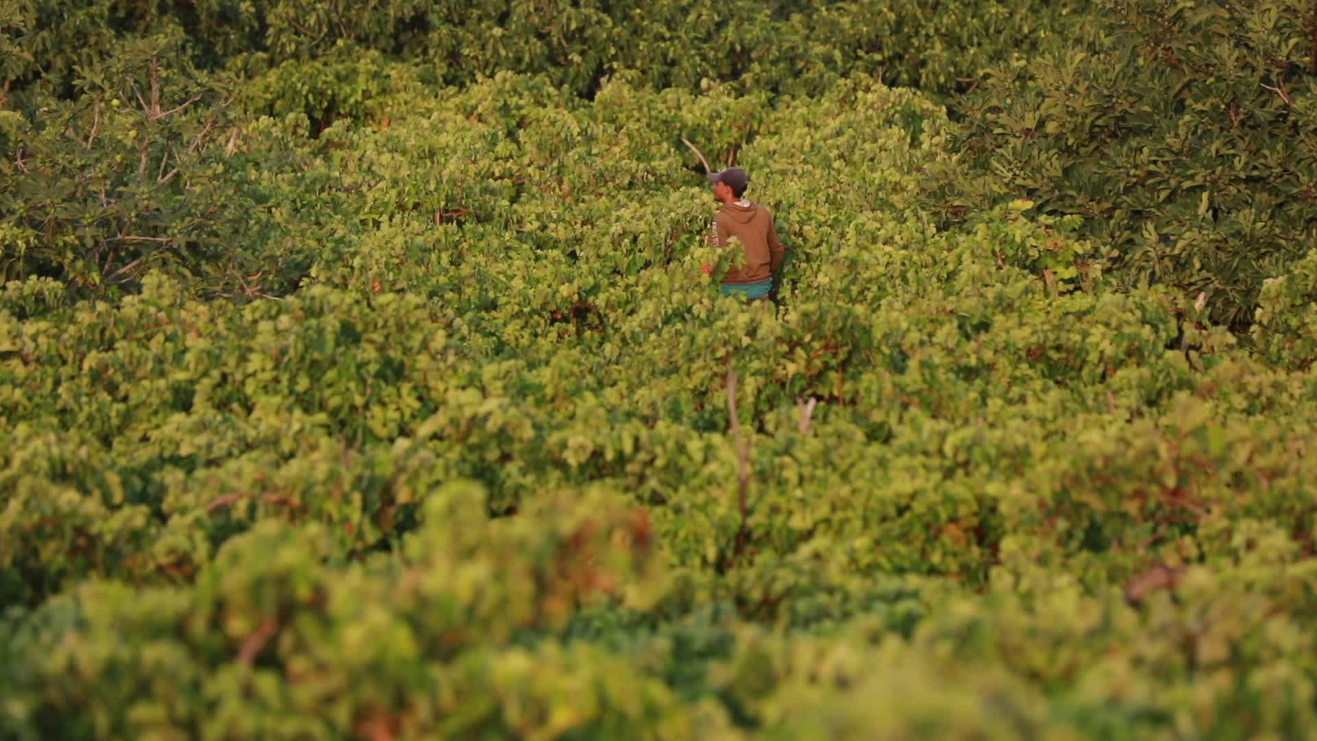 Fig tree harvesting in Gaza, Palestine